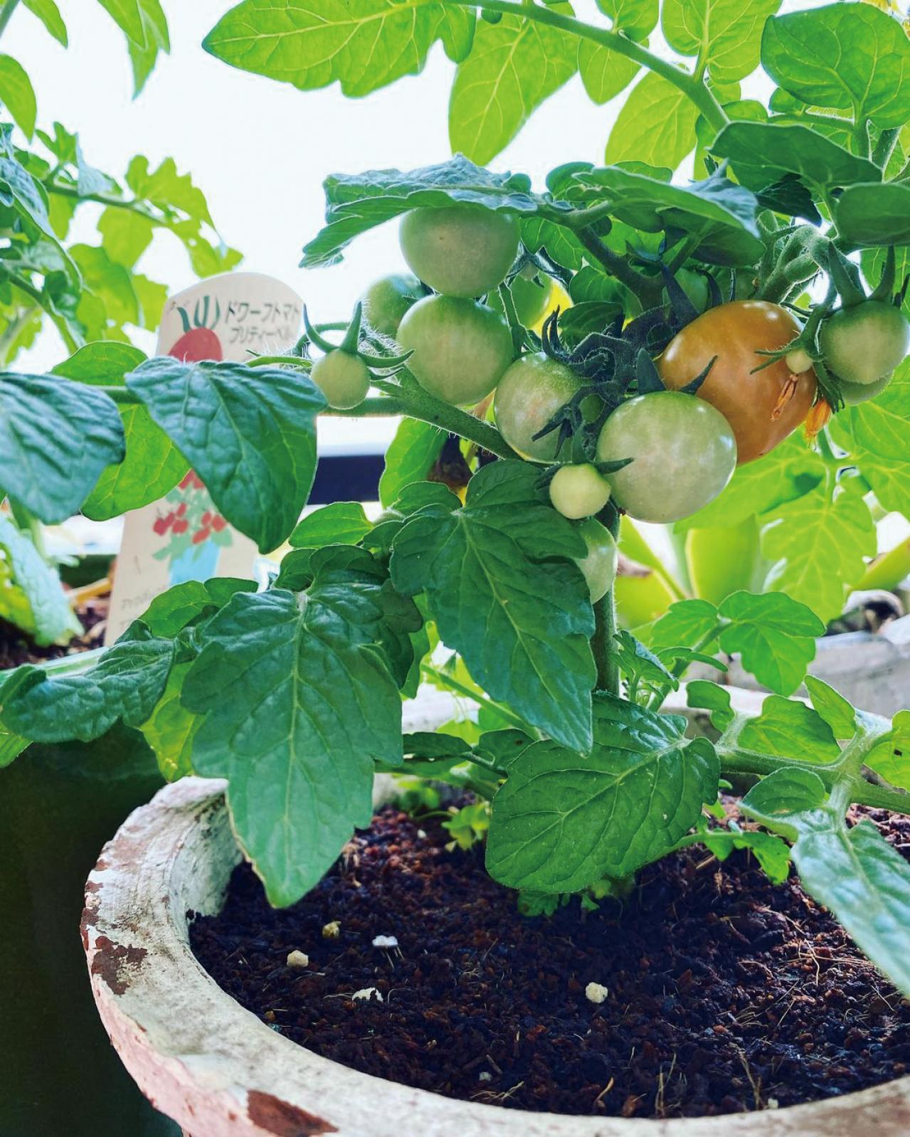 ［後編］青木さやかさん50歳。「亡くなる前の3カ月で嫌いだった母とようやく仲直りできた」（画像6）