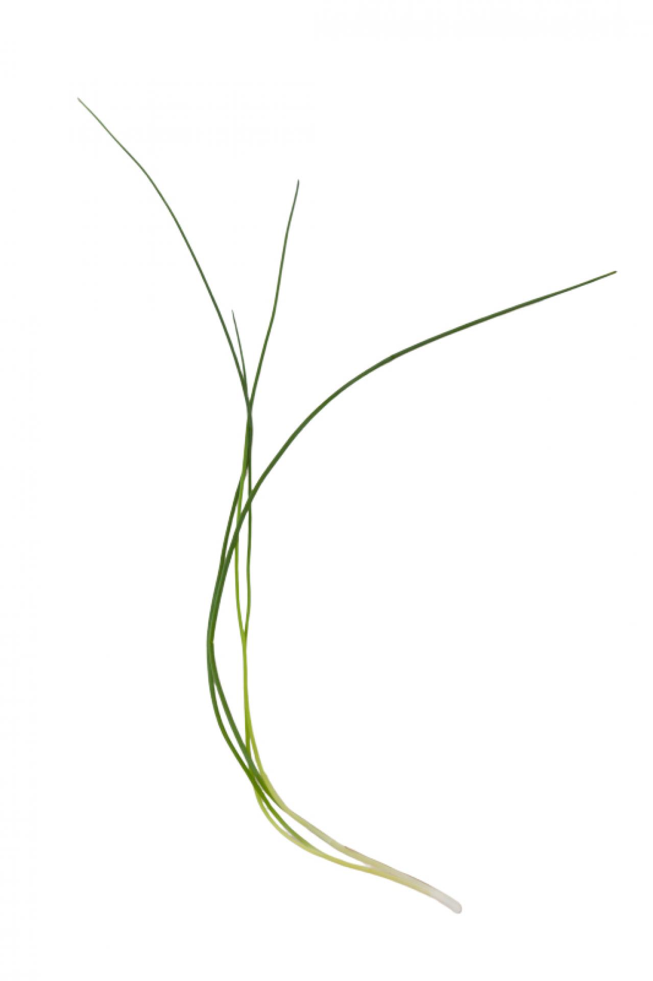 【ガーデニング】愛らしい花で人気の多年草ハーブ【チャイブ】の栽培方法と活用アイデア4選（画像3）