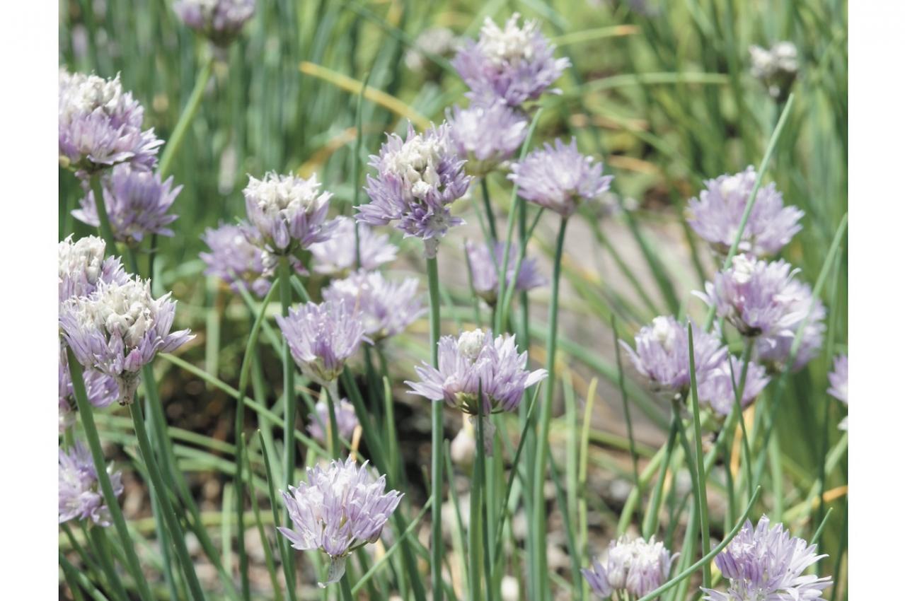 【ガーデニング】愛らしい花で人気の多年草ハーブ【チャイブ】の栽培方法と活用アイデア4選