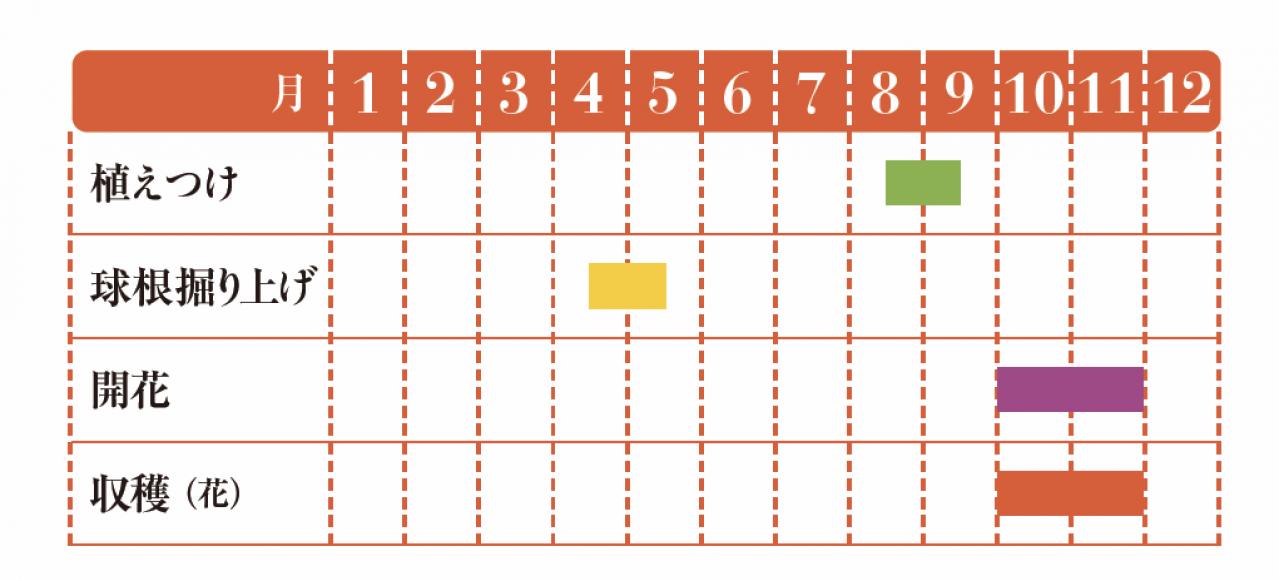 【ガーデニング】貴重なスパイスだからこそ自分で育てたいハーブ【サフラン】の栽培方法と活用アイデア3選（画像2）