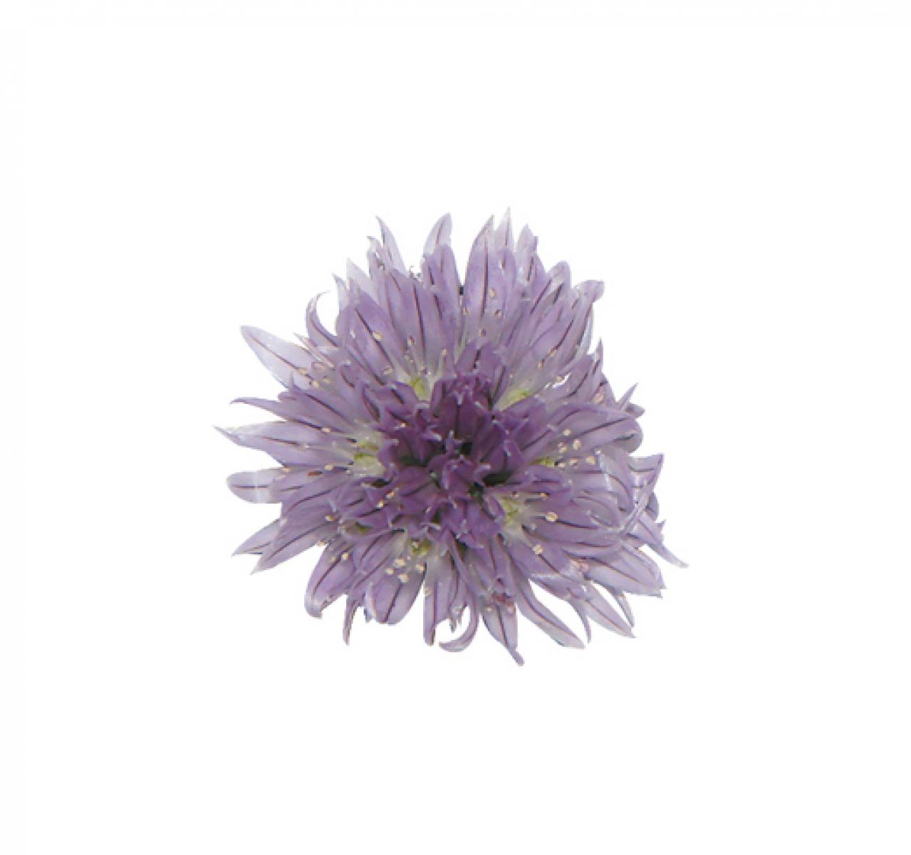 【ガーデニング】愛らしい花で人気の多年草ハーブ【チャイブ】の栽培方法と活用アイデア4選（画像4）