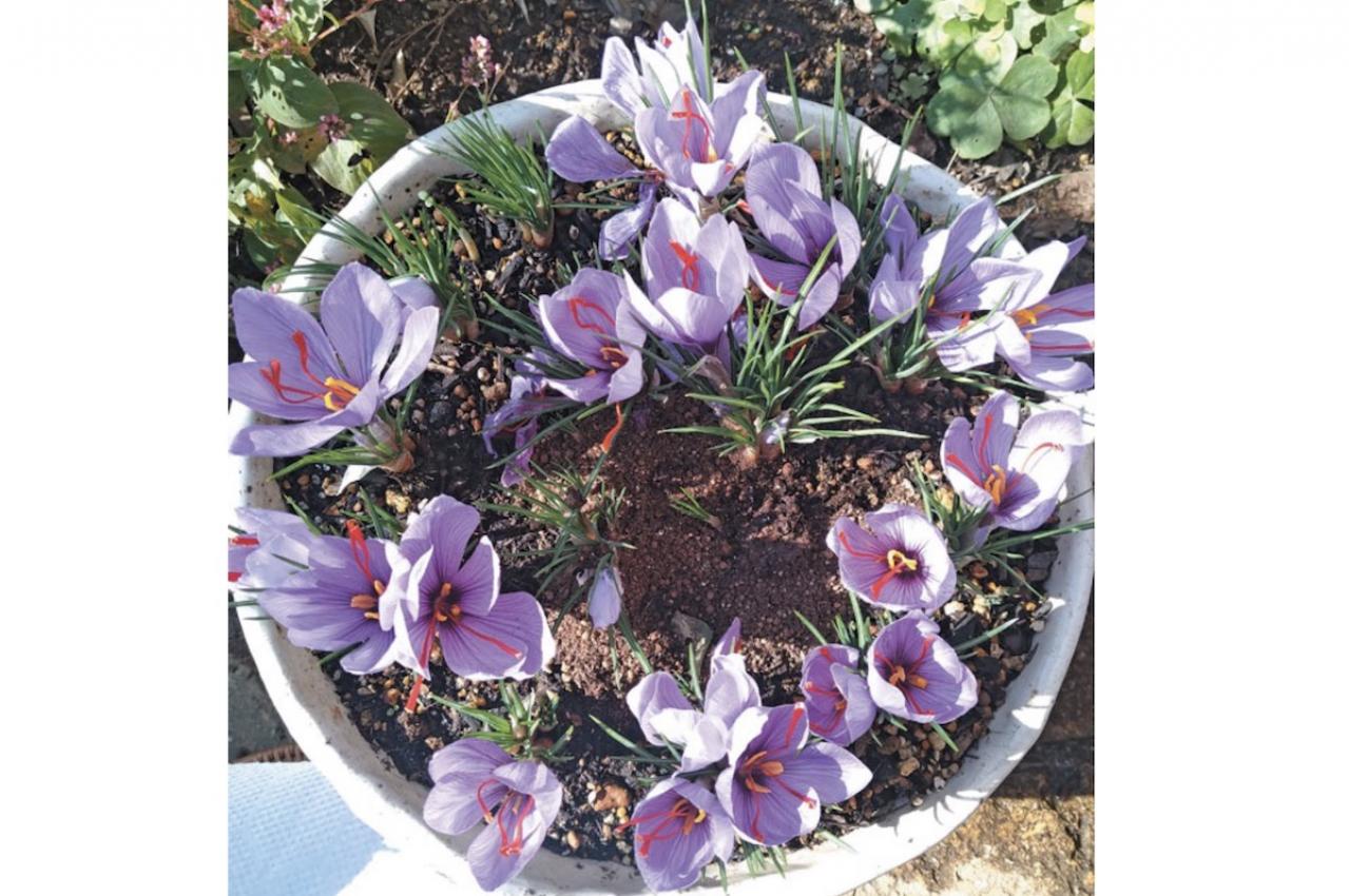 【ガーデニング】貴重なスパイスだからこそ自分で育てたいハーブ【サフラン】の栽培方法と活用アイデア3選