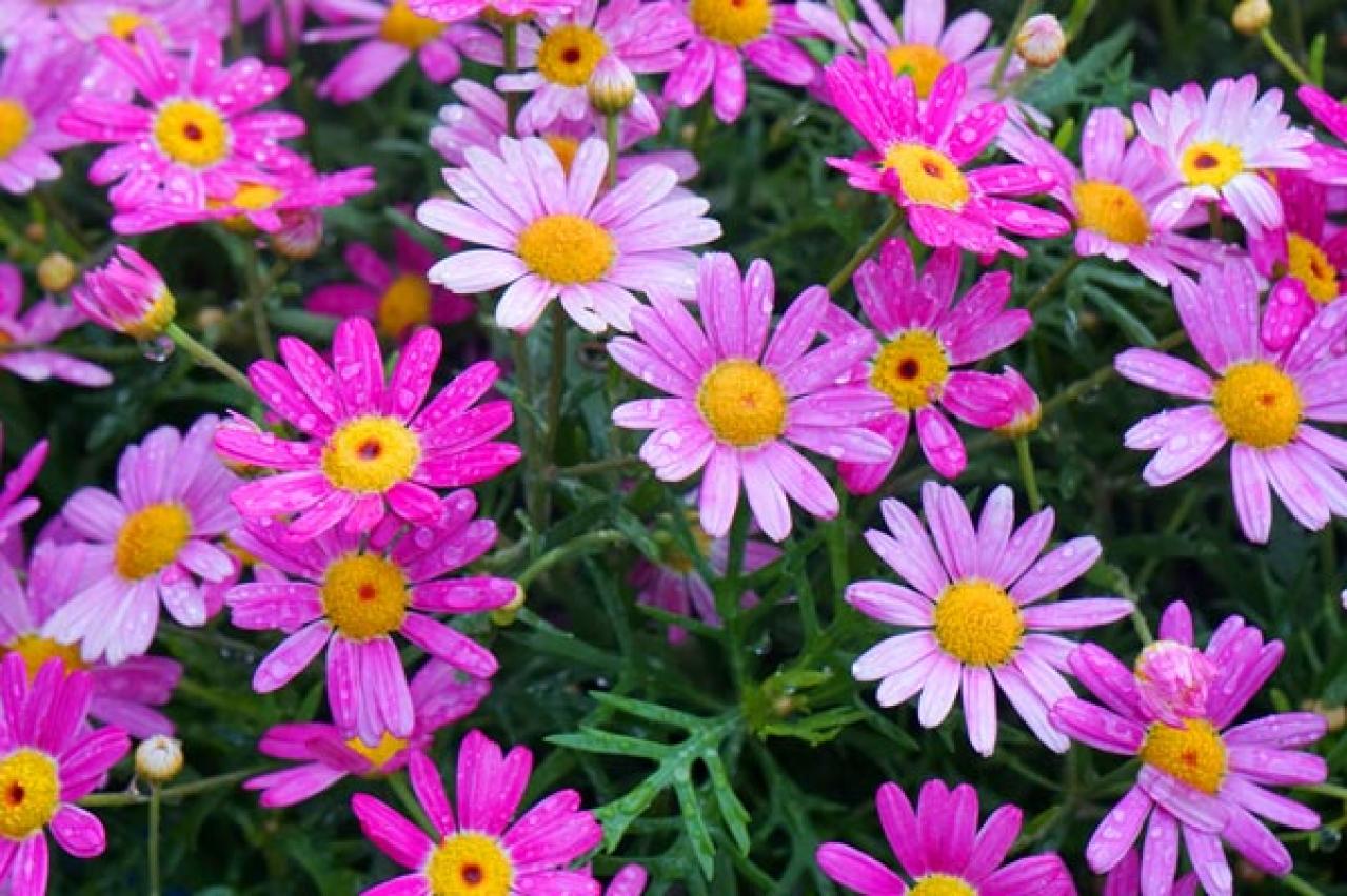 【ガーデニング】寒くても元気に咲く！「キク科の花」は丈夫で育てやすい（画像8）