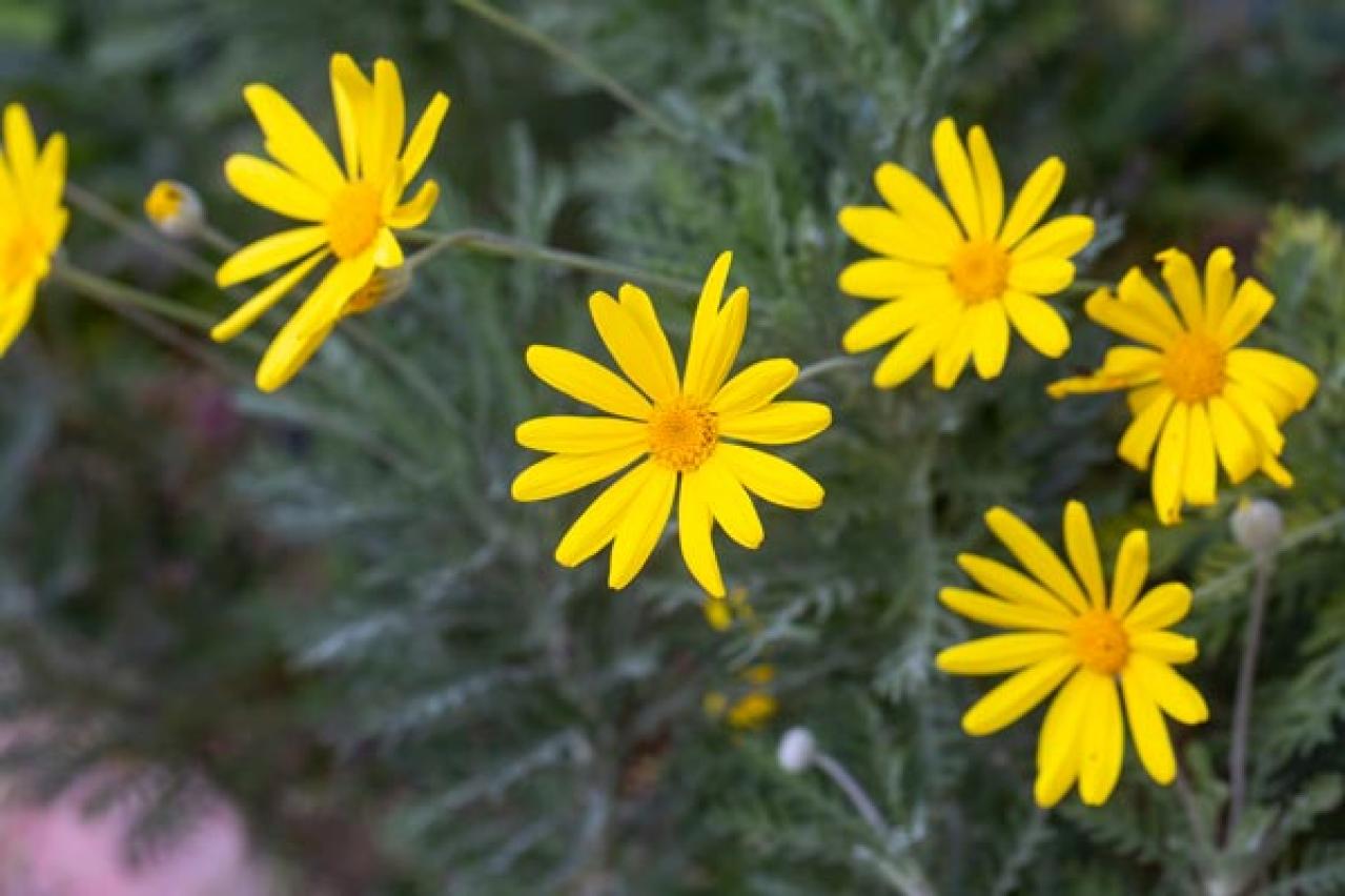 【ガーデニング】寒くても元気に咲く！「キク科の花」は丈夫で育てやすい（画像6）