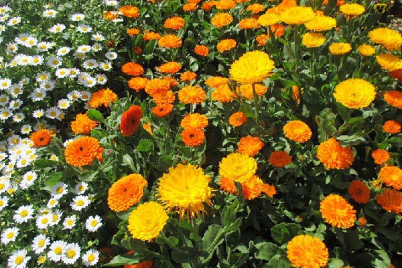 【ガーデニング】寒くても元気に咲く！「キク科の花」は丈夫で育てやすい（画像14）