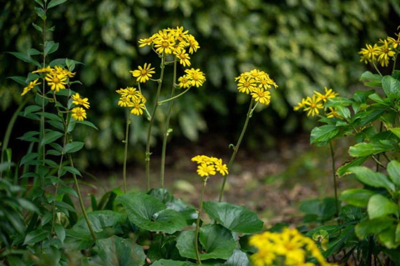 【ガーデニング】寒くても元気に咲く！「キク科の花」は丈夫で育てやすい（画像2）