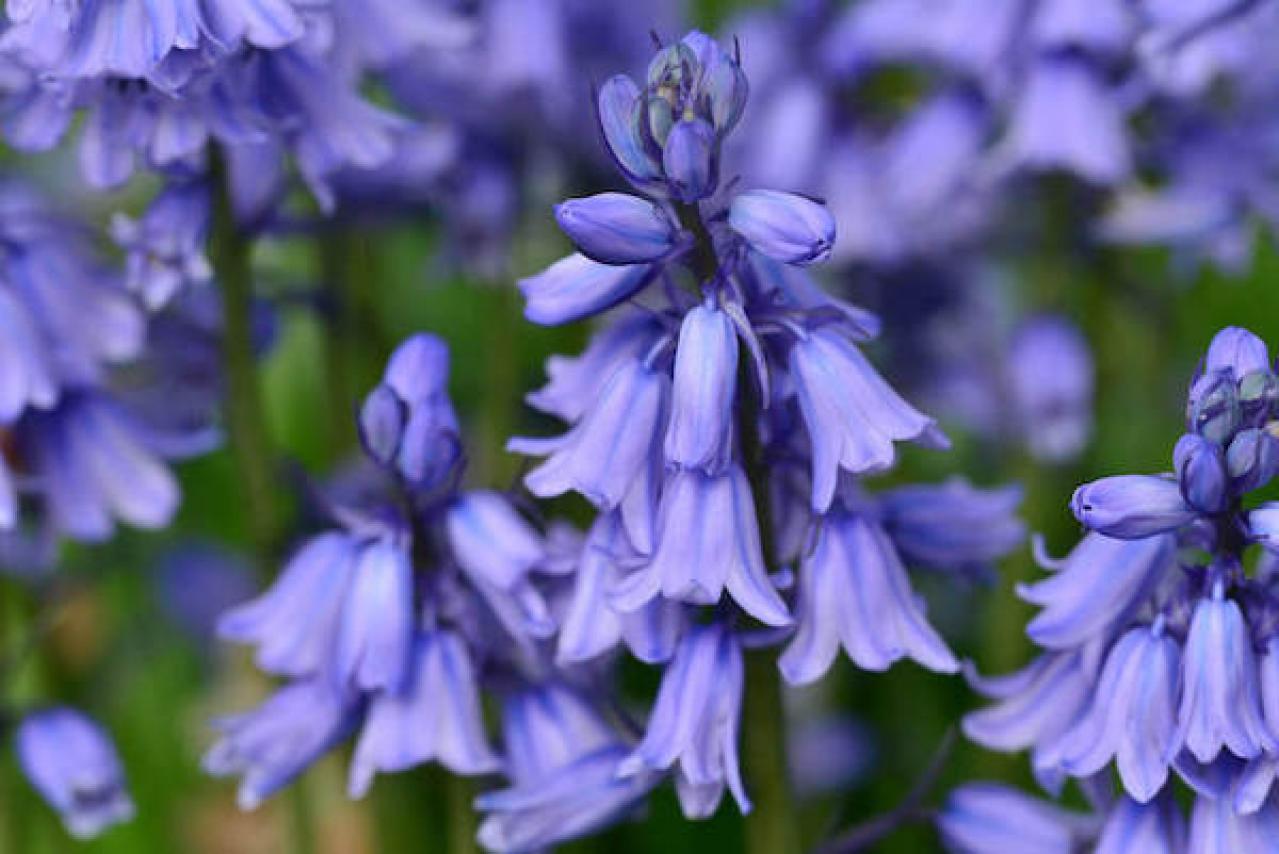 ヒヤシンソイデス・ヒスパニカ