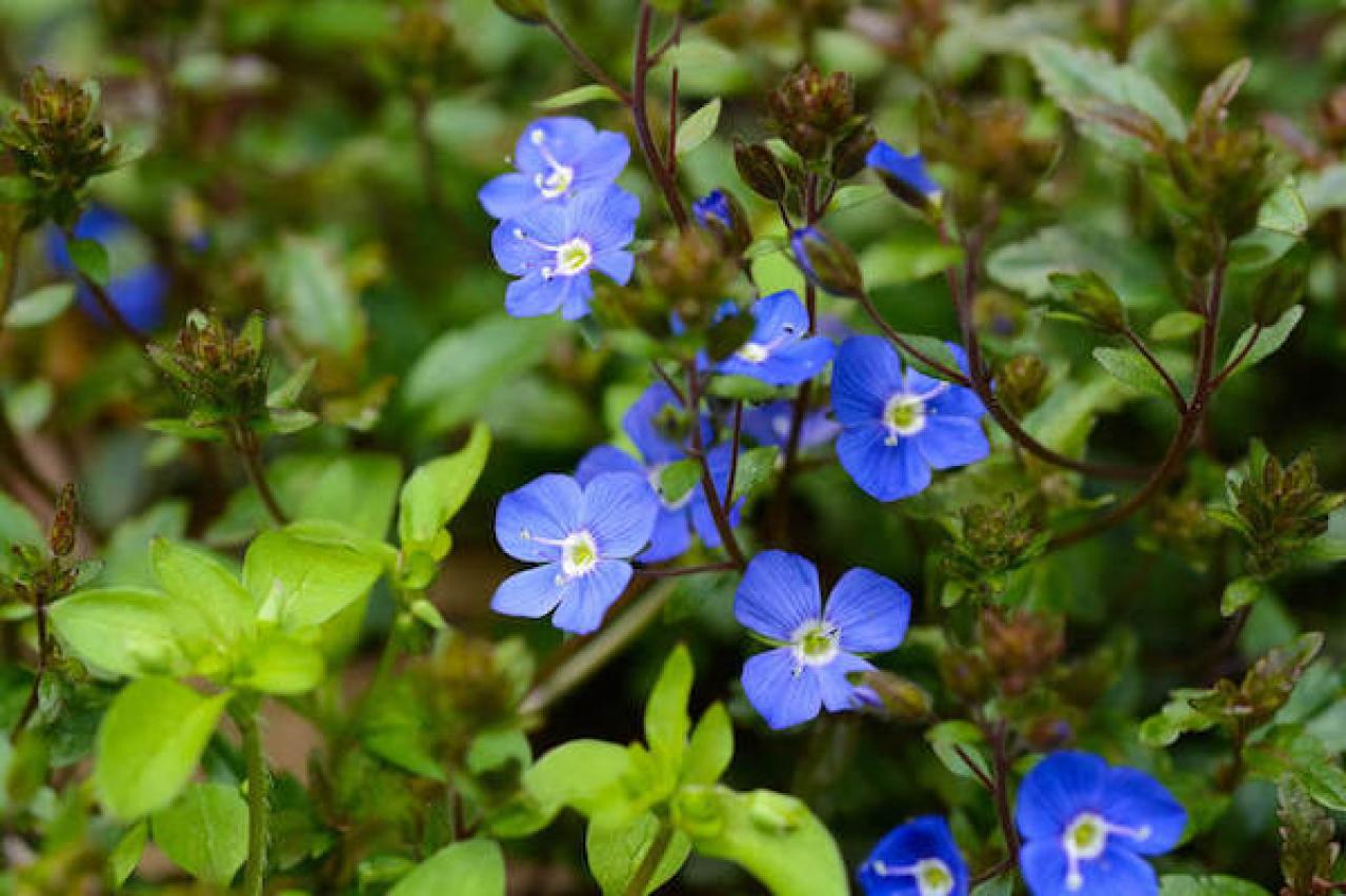 ベロニカ‘オックスフォードブルー