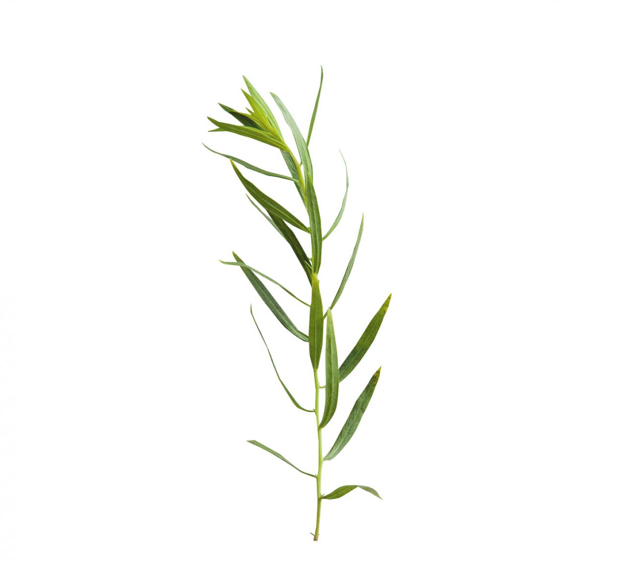 【ガーデニング】料理をぐんと格上げする多年草ハーブ【タラゴン】の栽培方法と活用アイデア3選（画像3）