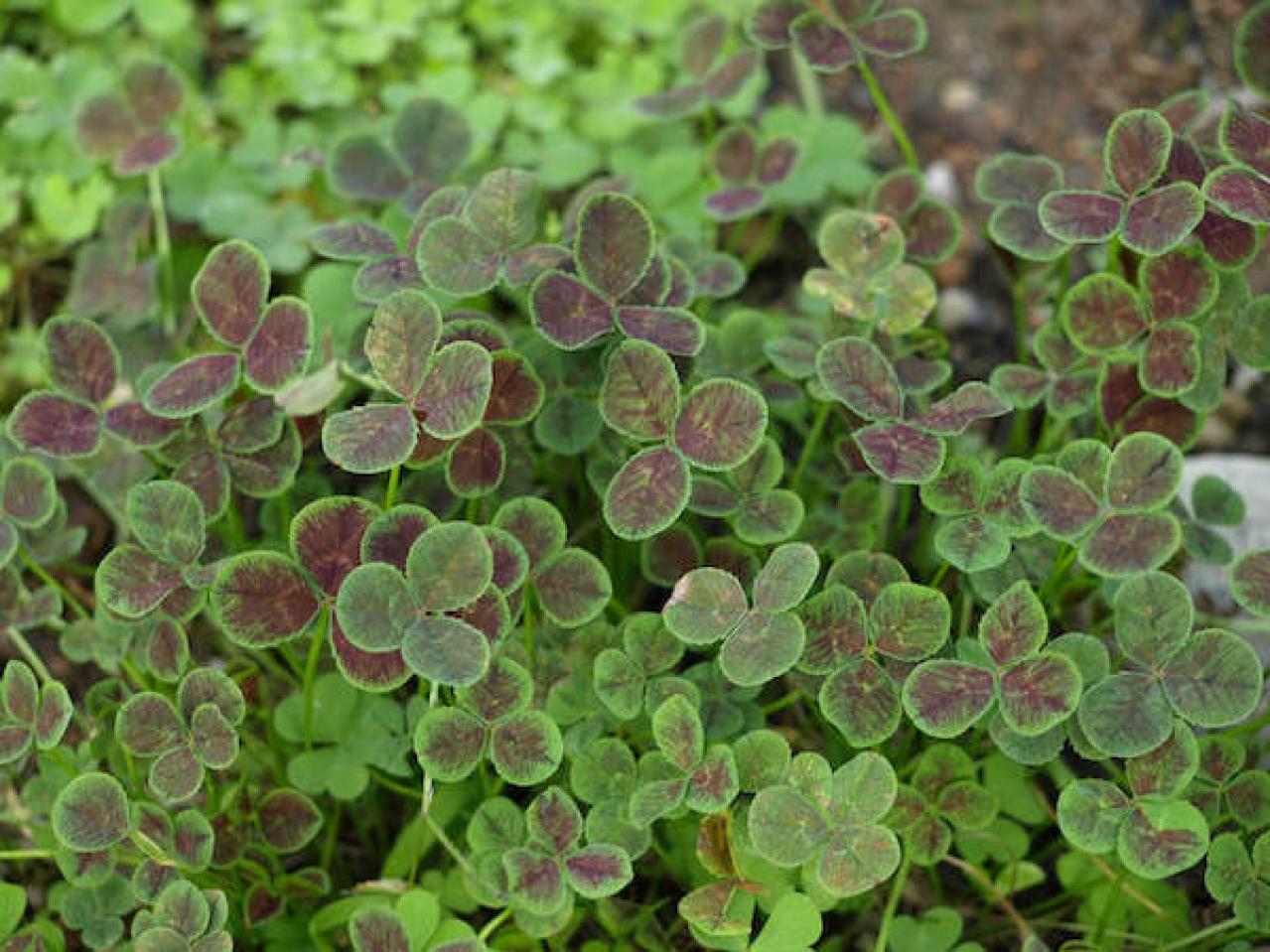 クローバー（トリフォリウム）