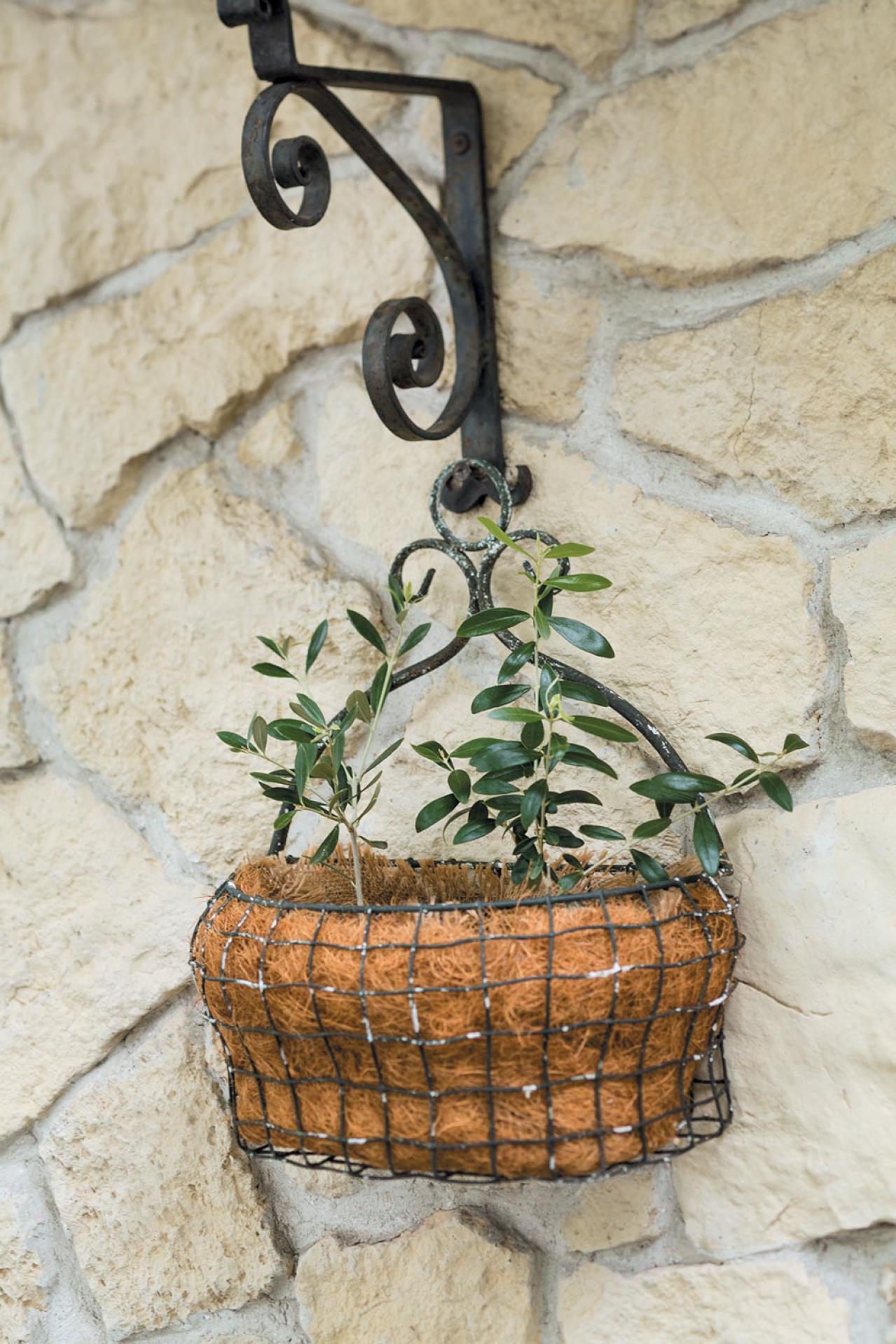 【ガーデニング】料理にもクラフトにも活躍するハーブ【オリーブ】の栽培方法と活用アイデア2選（画像4）