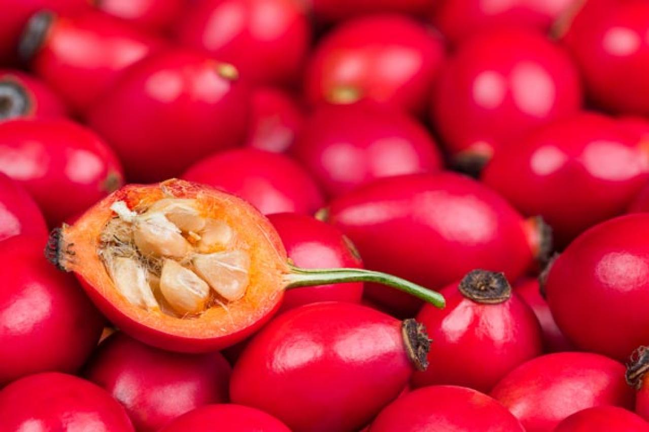 【ガーデニング】秋バラを終えると、ローズヒップの季節！赤や黄色の実を楽しもう！（画像5）