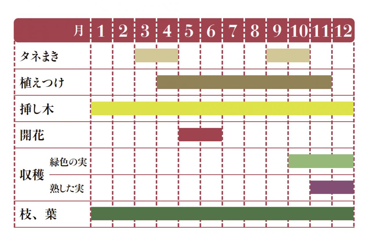 【ガーデニング】料理にもクラフトにも活躍するハーブ【オリーブ】の栽培方法と活用アイデア2選（画像2）