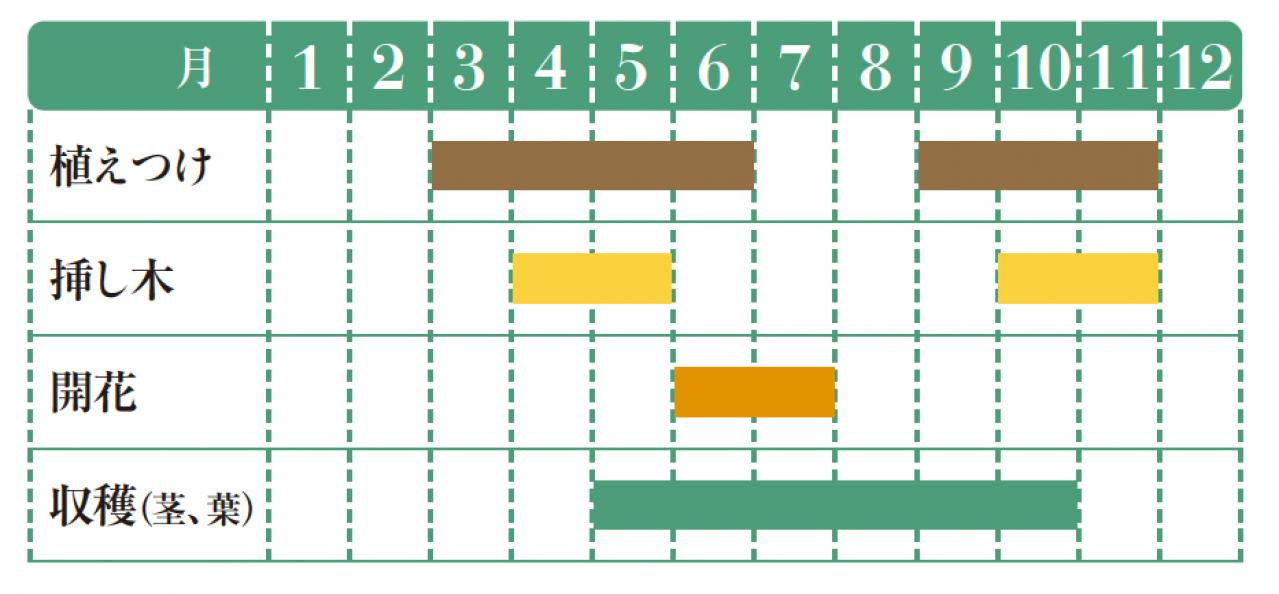 【ガーデニング】料理をぐんと格上げする多年草ハーブ【タラゴン】の栽培方法と活用アイデア3選（画像2）
