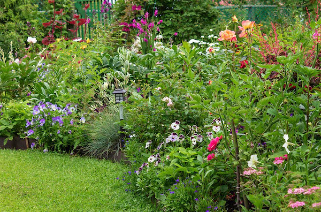 宿根草（多年草）
