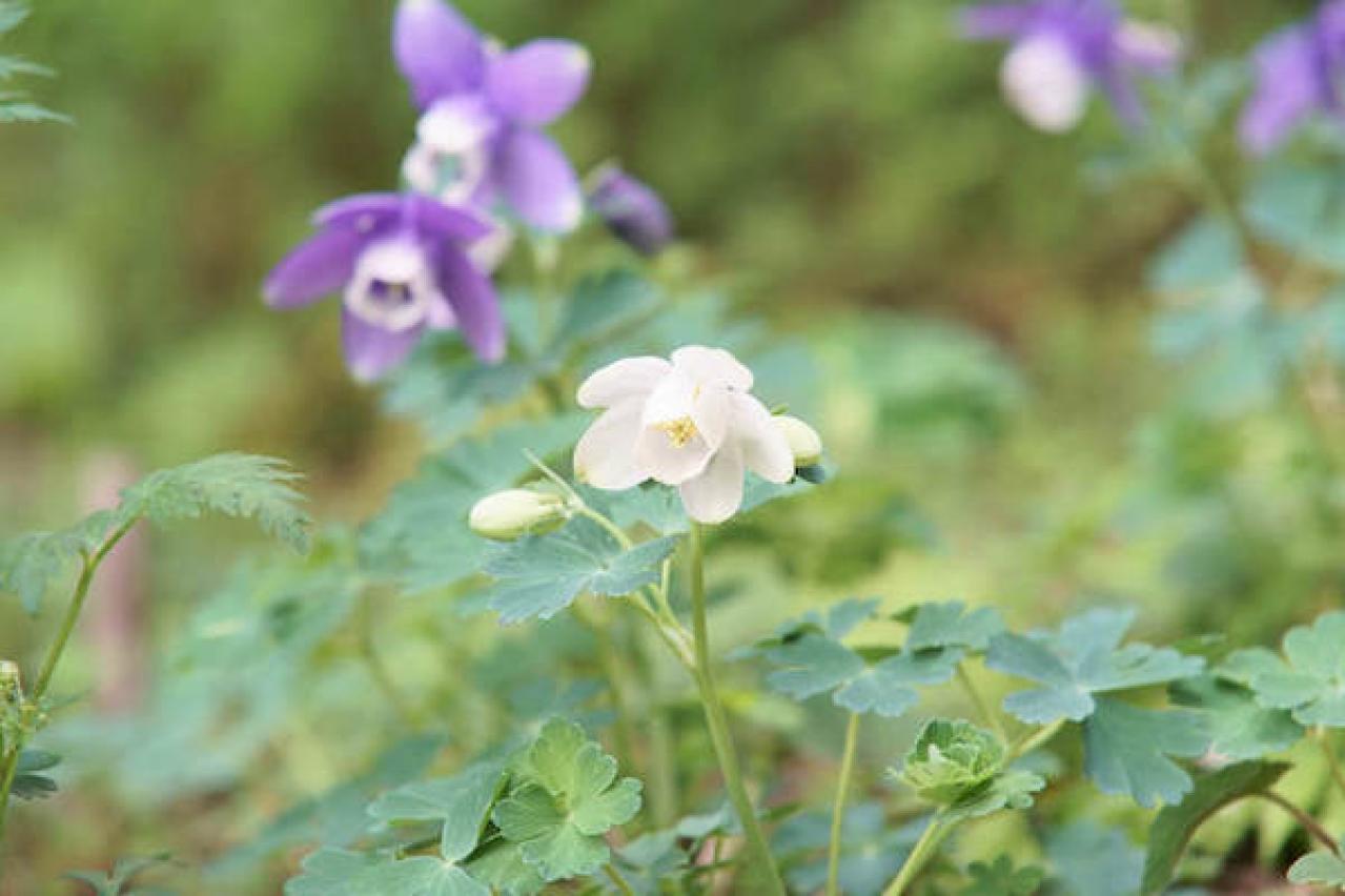 ミヤマオダマキ