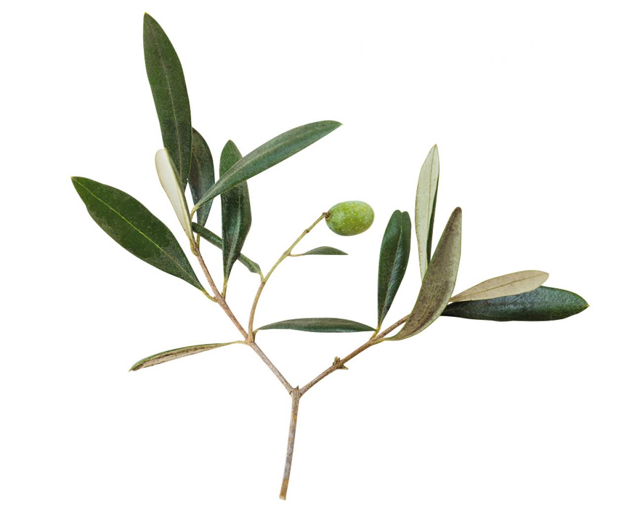 【ガーデニング】料理にもクラフトにも活躍するハーブ【オリーブ】の栽培方法と活用アイデア2選（画像3）