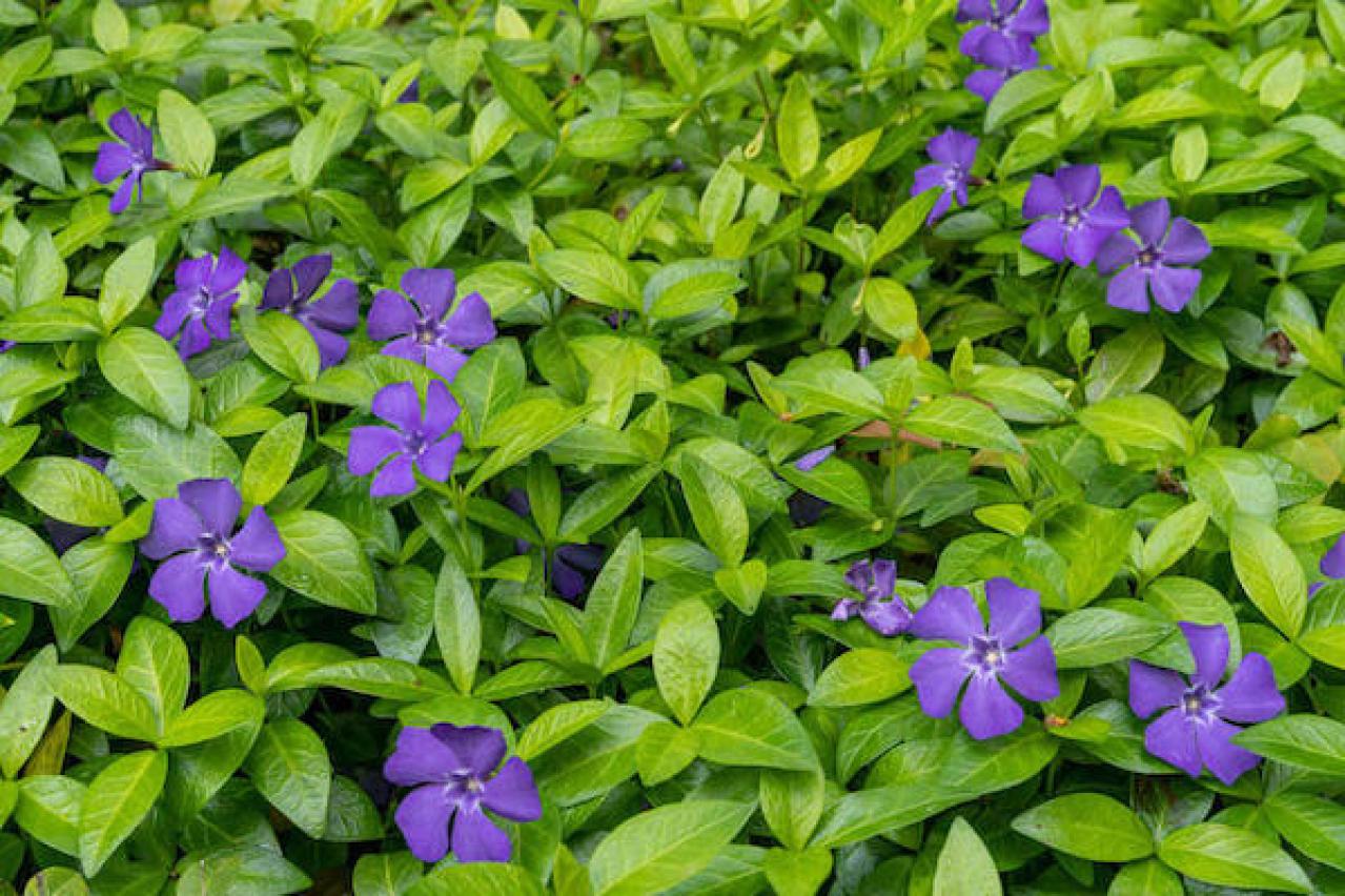 ツルニチニチソウ