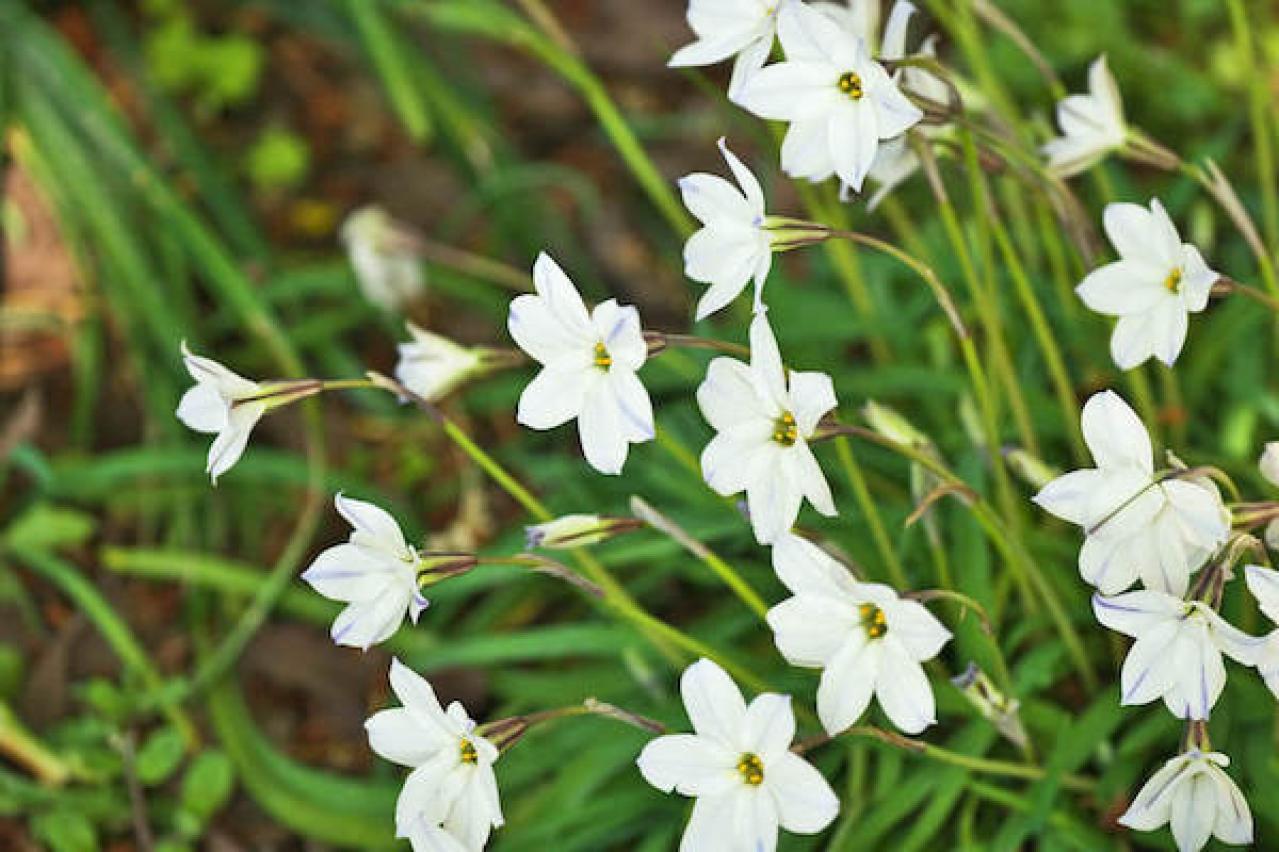 イフェイオン・ユニフローラ