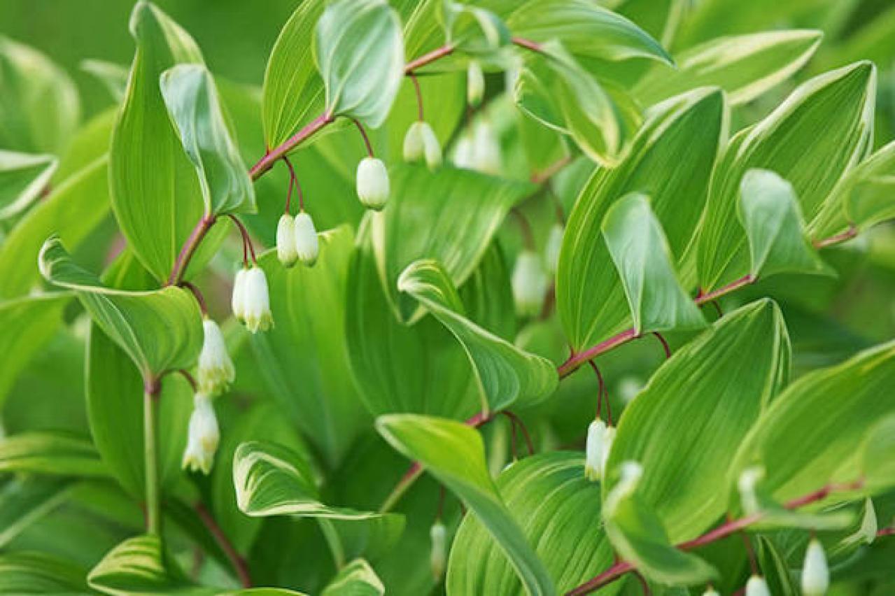 斑入りアマドコロ