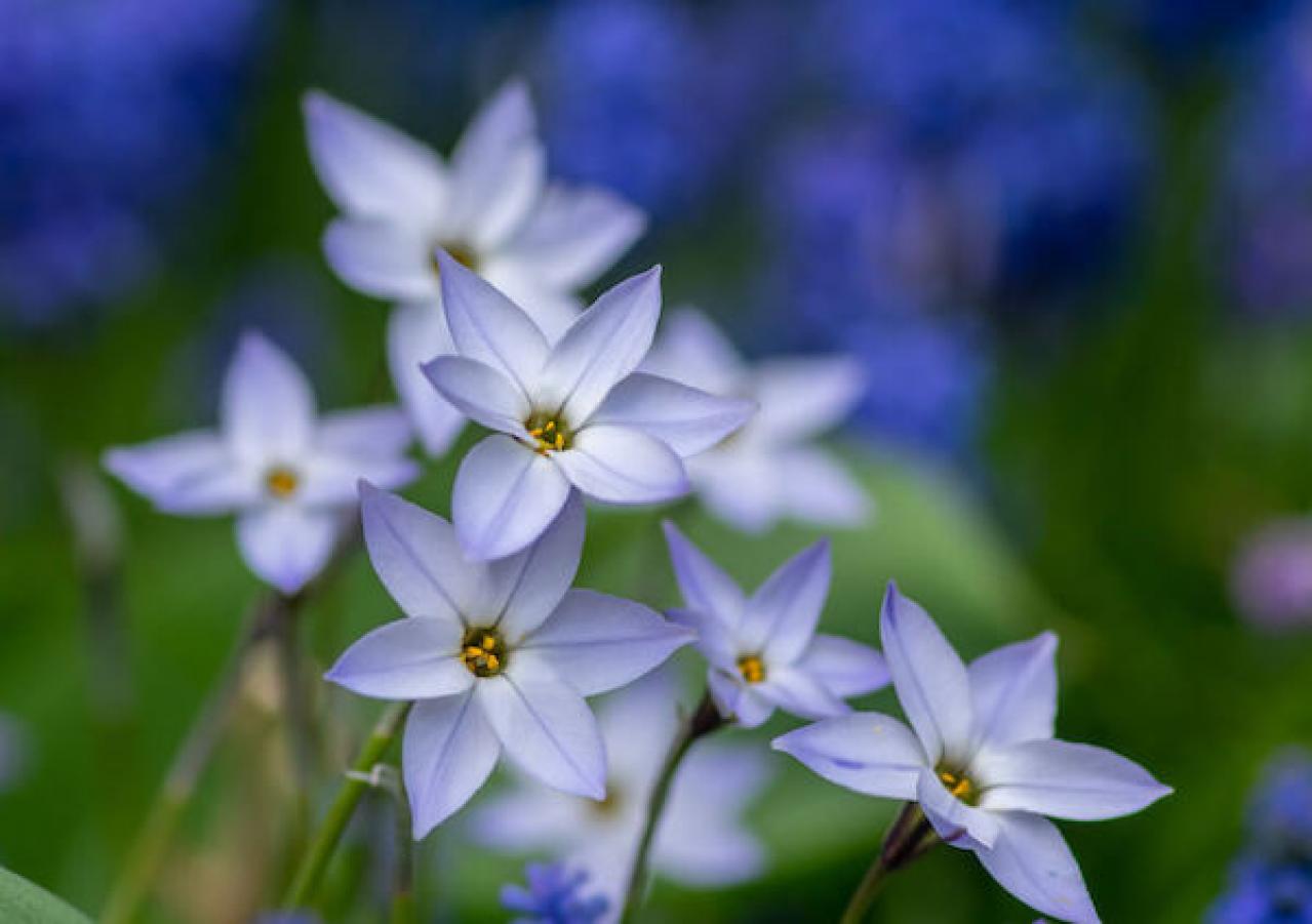 宿根草（多年草）おすすめ20選｜植えっぱなしで毎年咲く花 | ゆうゆうtime