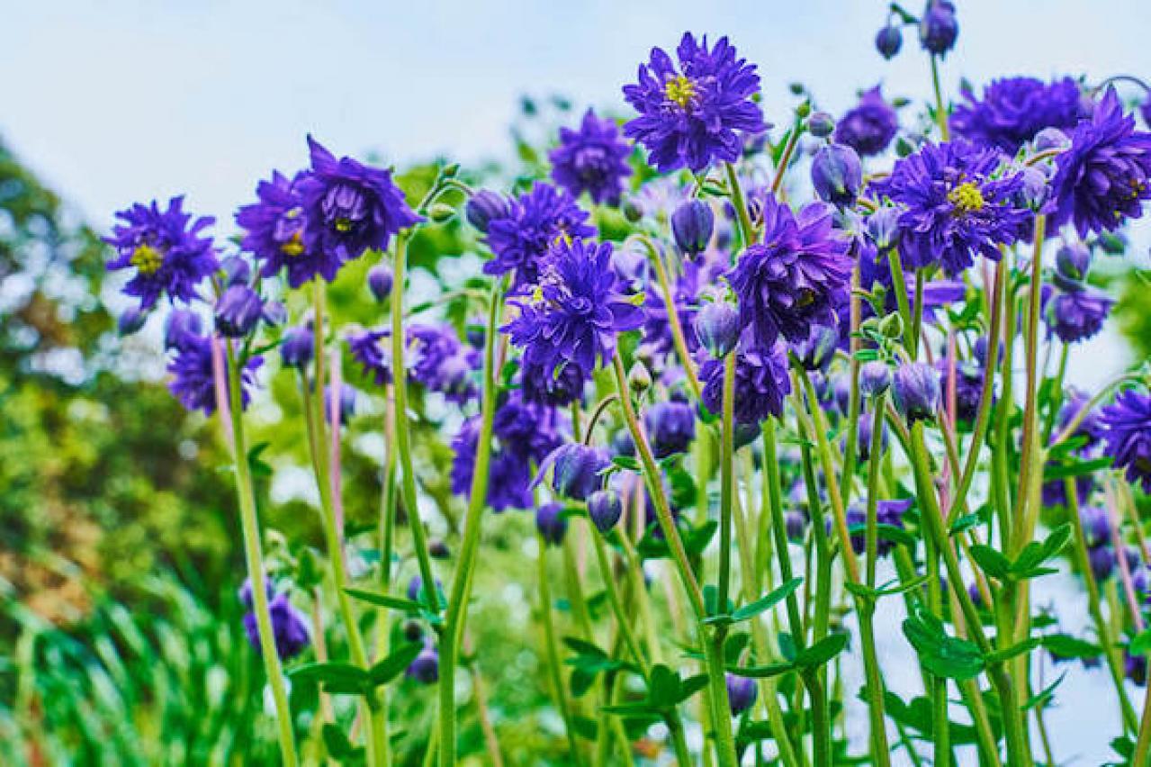 セイヨウオダマキ