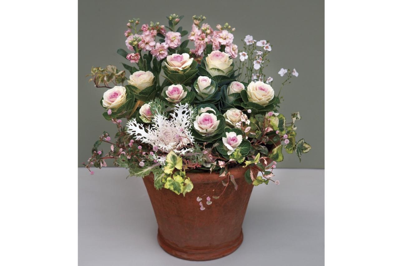 冬から晩春まで長く楽しめる「ミニハボタン」の寄せ植え【ガーデニング】