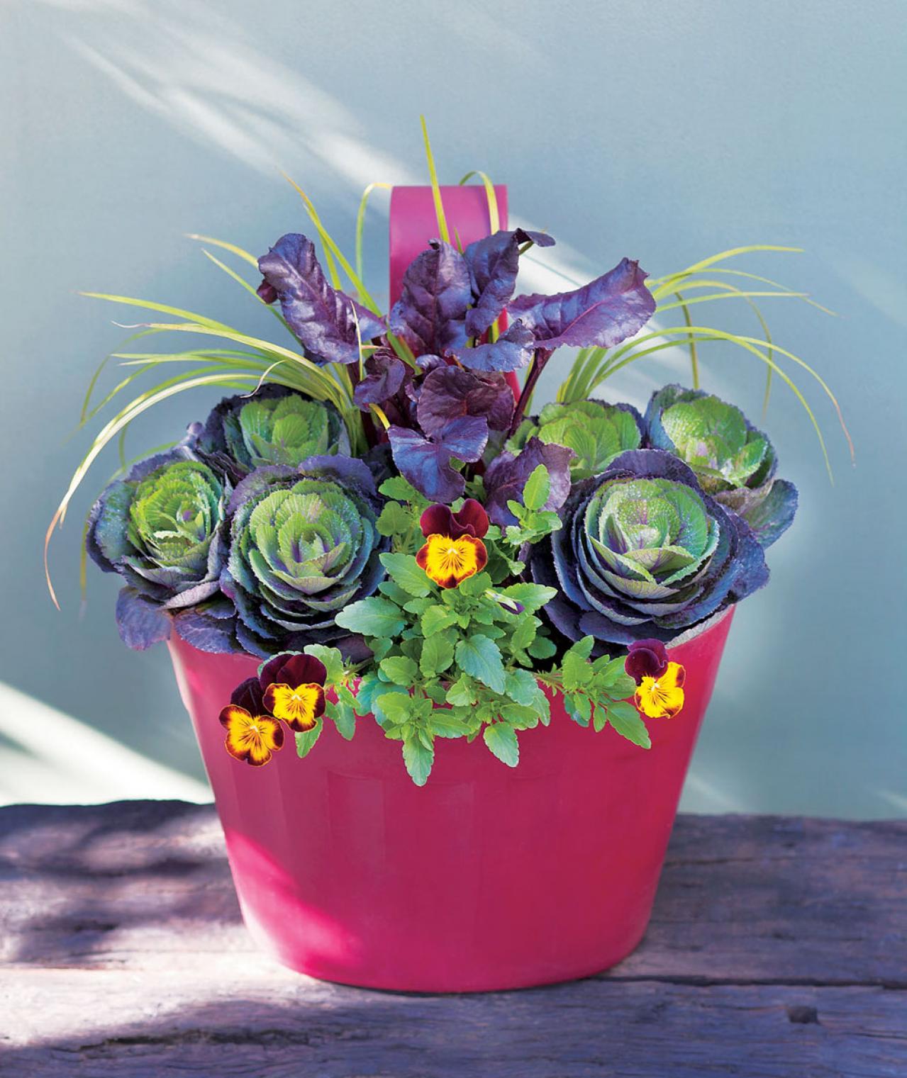 冬から晩春まで長く楽しめる「ミニハボタン」の寄せ植え【ガーデニング】（画像2）