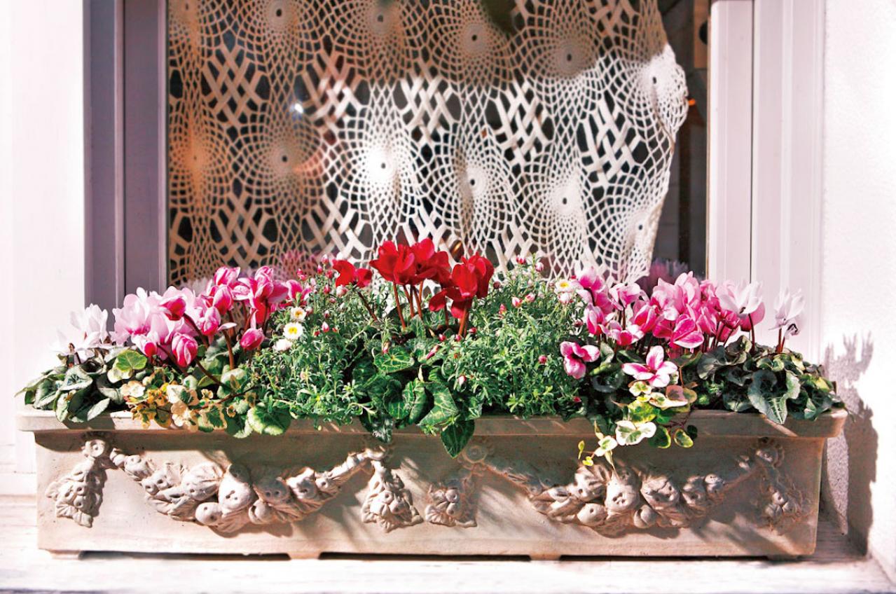 ローメンテナンスで春まで長く楽しめる「ガーデンシクラメン」の寄せ植え【ガーデニング】（画像2）