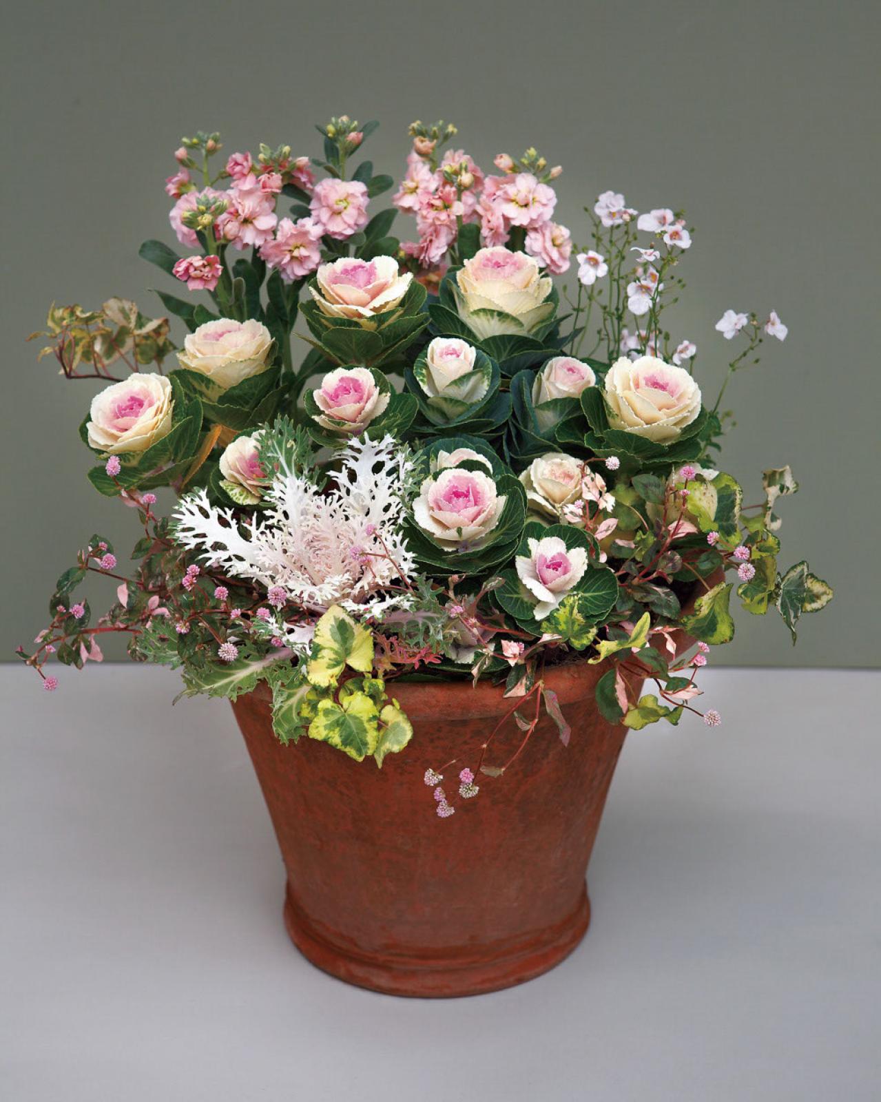 冬から晩春まで長く楽しめる「ミニハボタン」の寄せ植え【ガーデニング】（画像6）