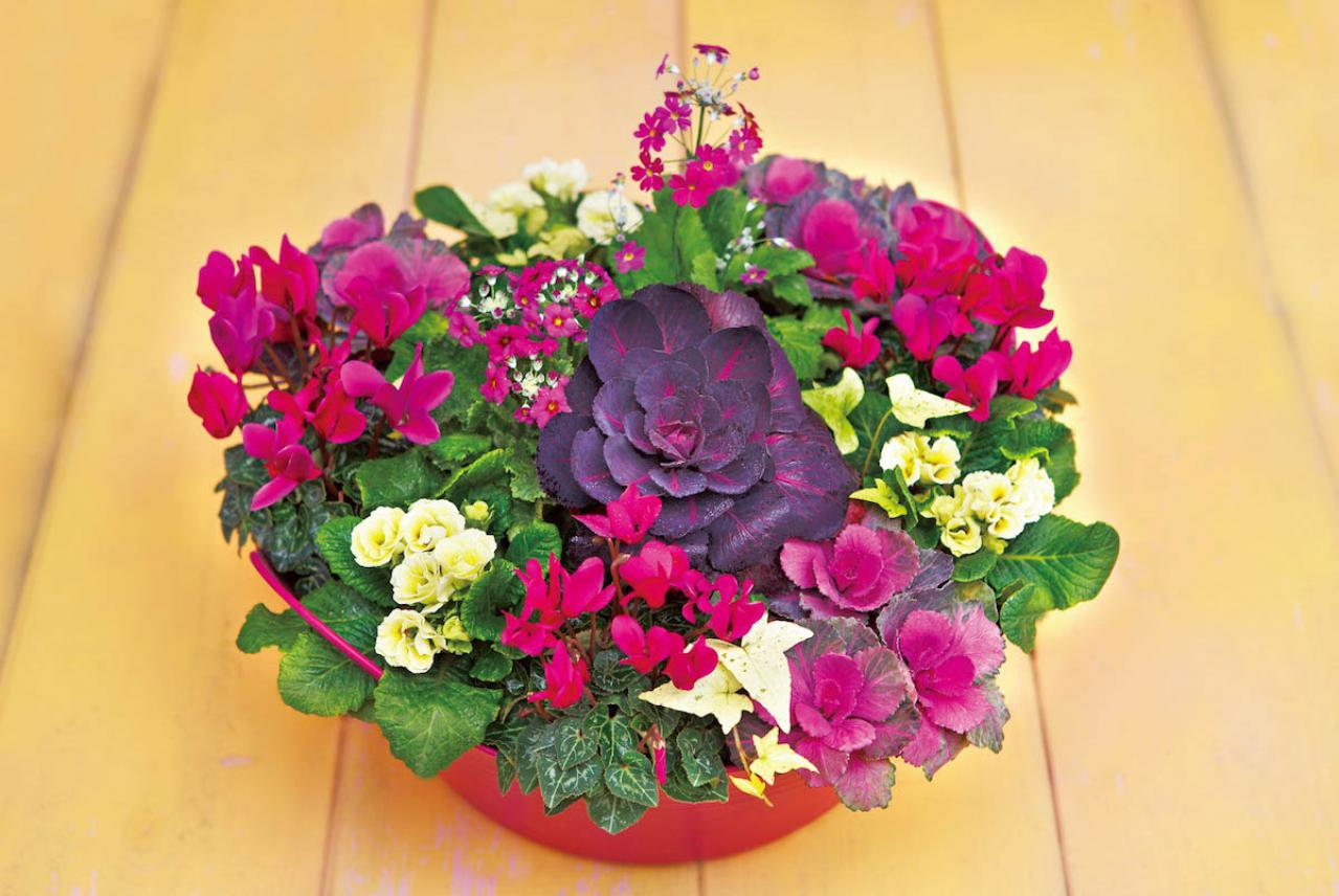 冬の庭がぱっと華やぐ！「シクラメン、プリムラ、ハボタン」の寄せ植え【ガーデニング】