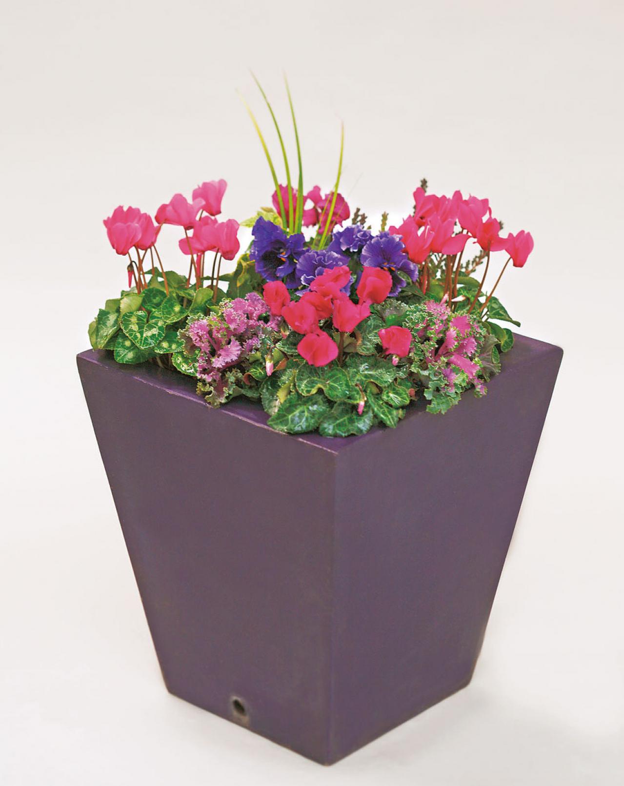 キュートなピンクの花が次々に咲く「ガーデンシクラメン」の寄せ植え【ガーデニング】（画像2）