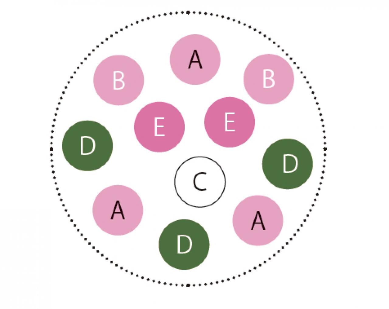 冬の庭がぱっと華やぐ！「シクラメン、プリムラ、ハボタン」の寄せ植え【ガーデニング】（画像3）