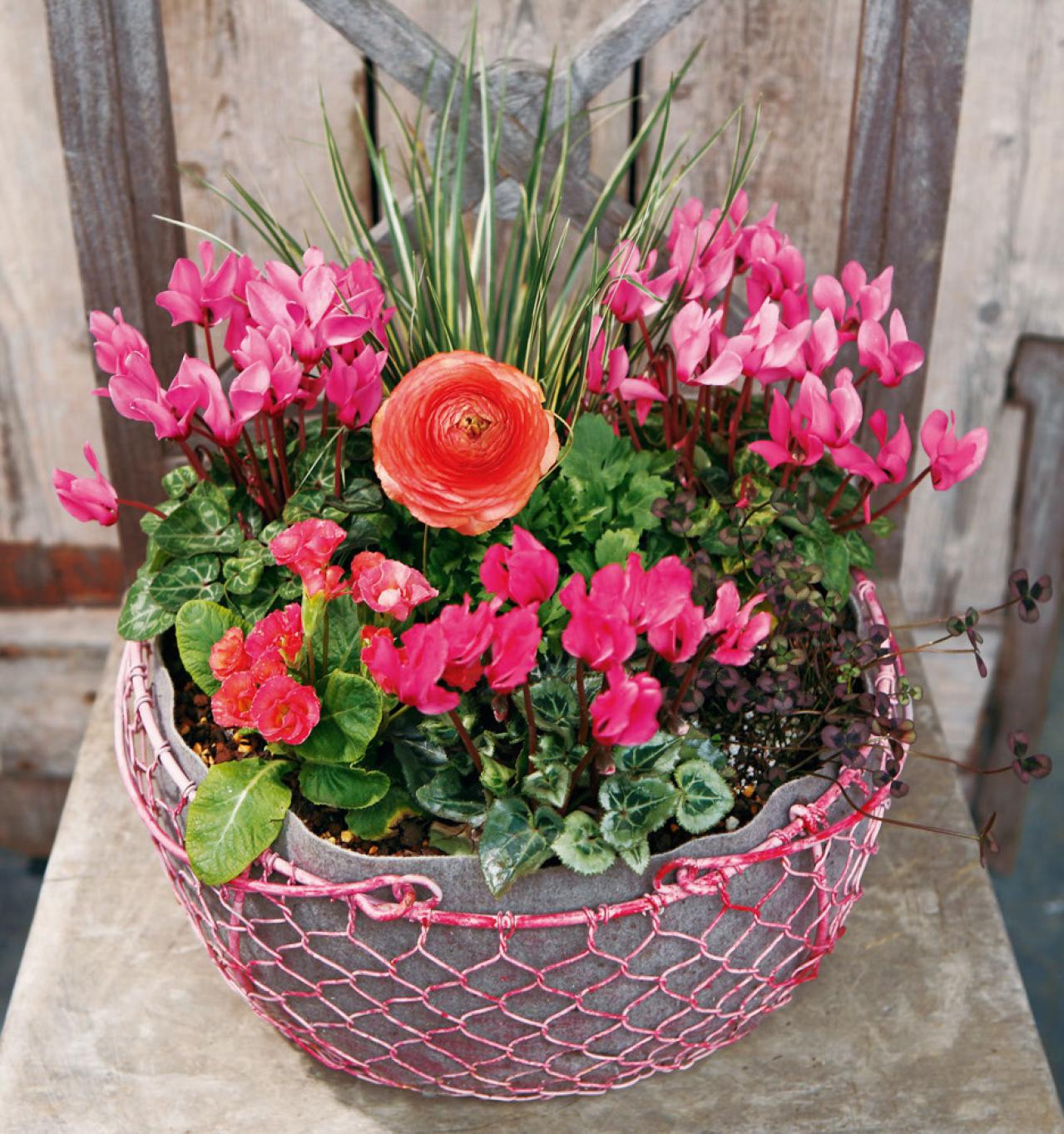 キュートなピンクの花が次々に咲く「ガーデンシクラメン」の寄せ植え【ガーデニング】（画像4）