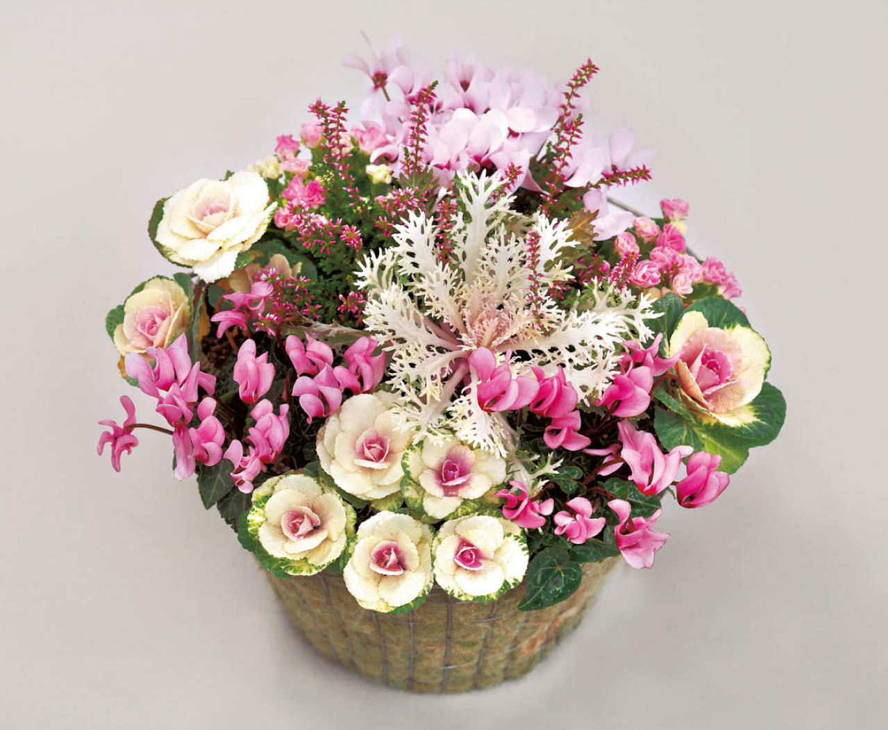 冬の庭がぱっと華やぐ！「シクラメン、プリムラ、ハボタン」の寄せ植え【ガーデニング】（画像2）