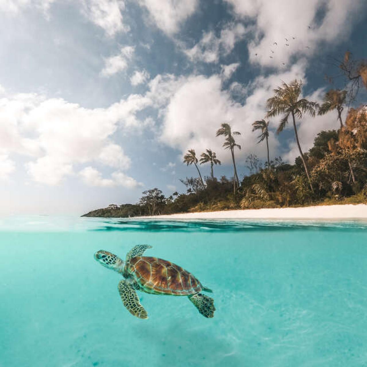 くつろぎとときめきの大人旅 ブルーラグーンの楽園・ニューカレドニアへ（画像14）