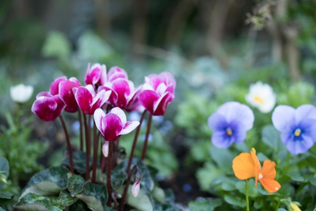 【ガーデニング】晩春まで長く楽しむ草花10選　本格的な寒さの前に植えよう！（画像18）