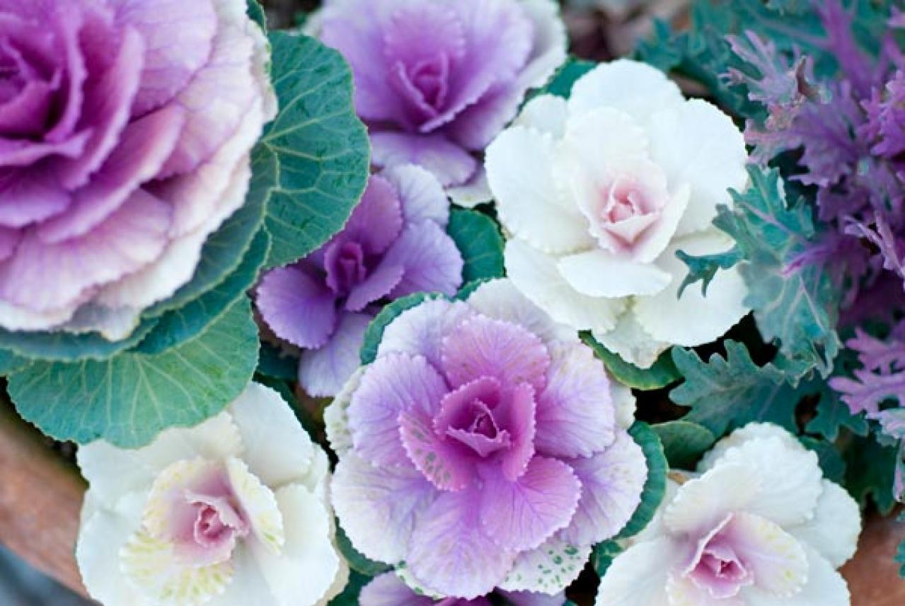 【ガーデニング】晩春まで長く楽しむ草花10選　本格的な寒さの前に植えよう！（画像12）