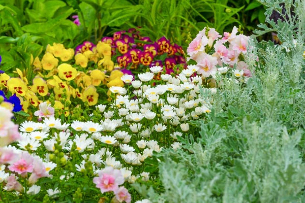 【ガーデニング】晩春まで長く楽しむ草花10選　本格的な寒さの前に植えよう！（画像2）