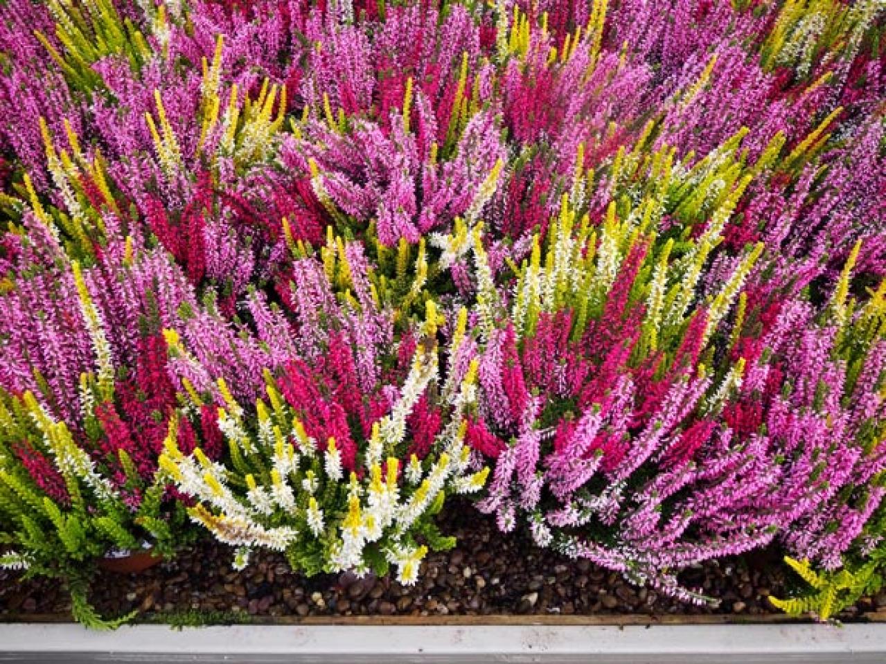 【ガーデニング】晩春まで長く楽しむ草花10選　本格的な寒さの前に植えよう！（画像9）