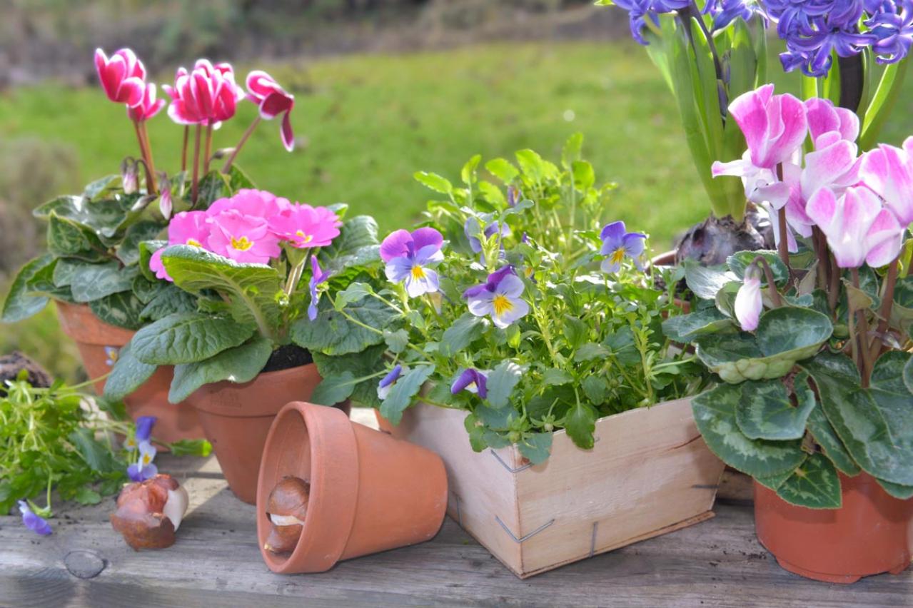 【ガーデニング】晩春まで長く楽しむ草花10選　本格的な寒さの前に植えよう！