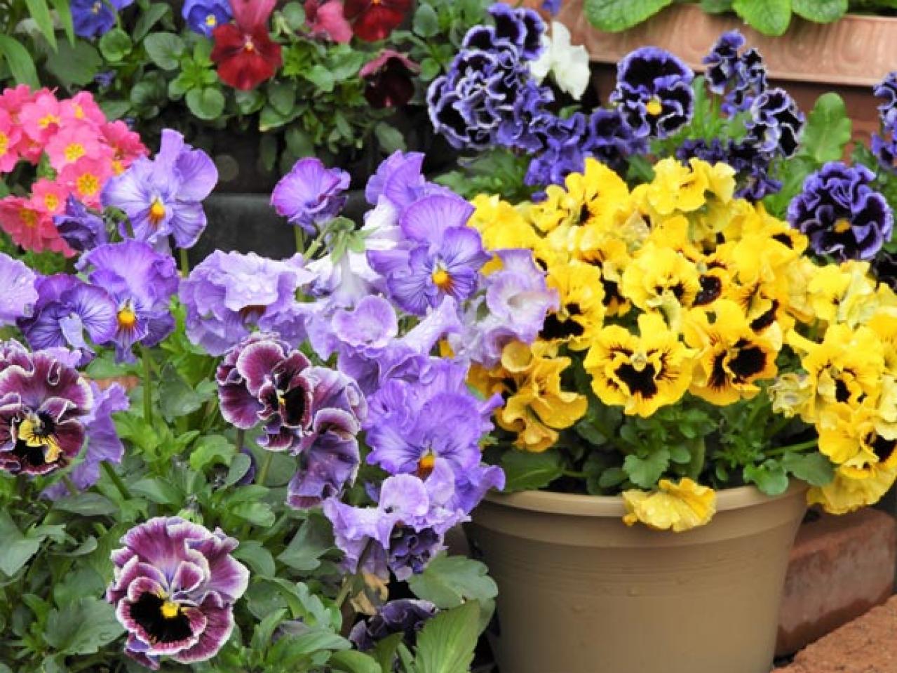 【ガーデニング】晩春まで長く楽しむ草花10選　本格的な寒さの前に植えよう！（画像3）