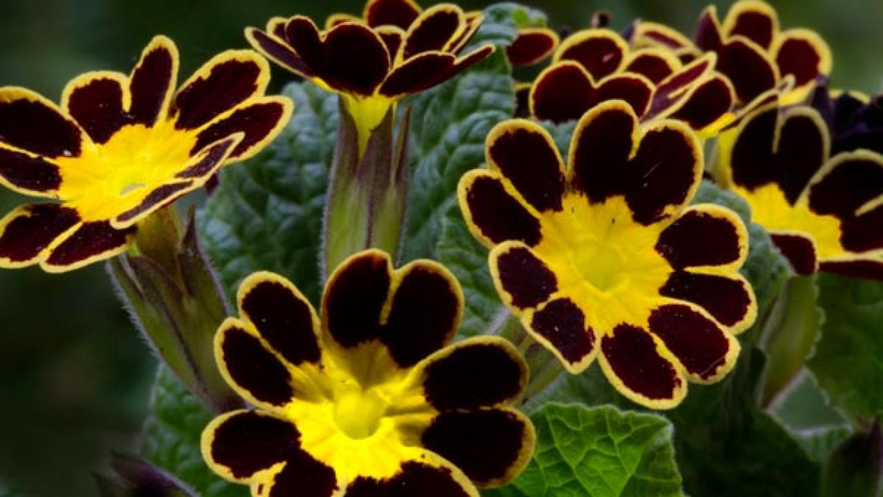 【ガーデニング】晩春まで長く楽しむ草花10選　本格的な寒さの前に植えよう！（画像11）