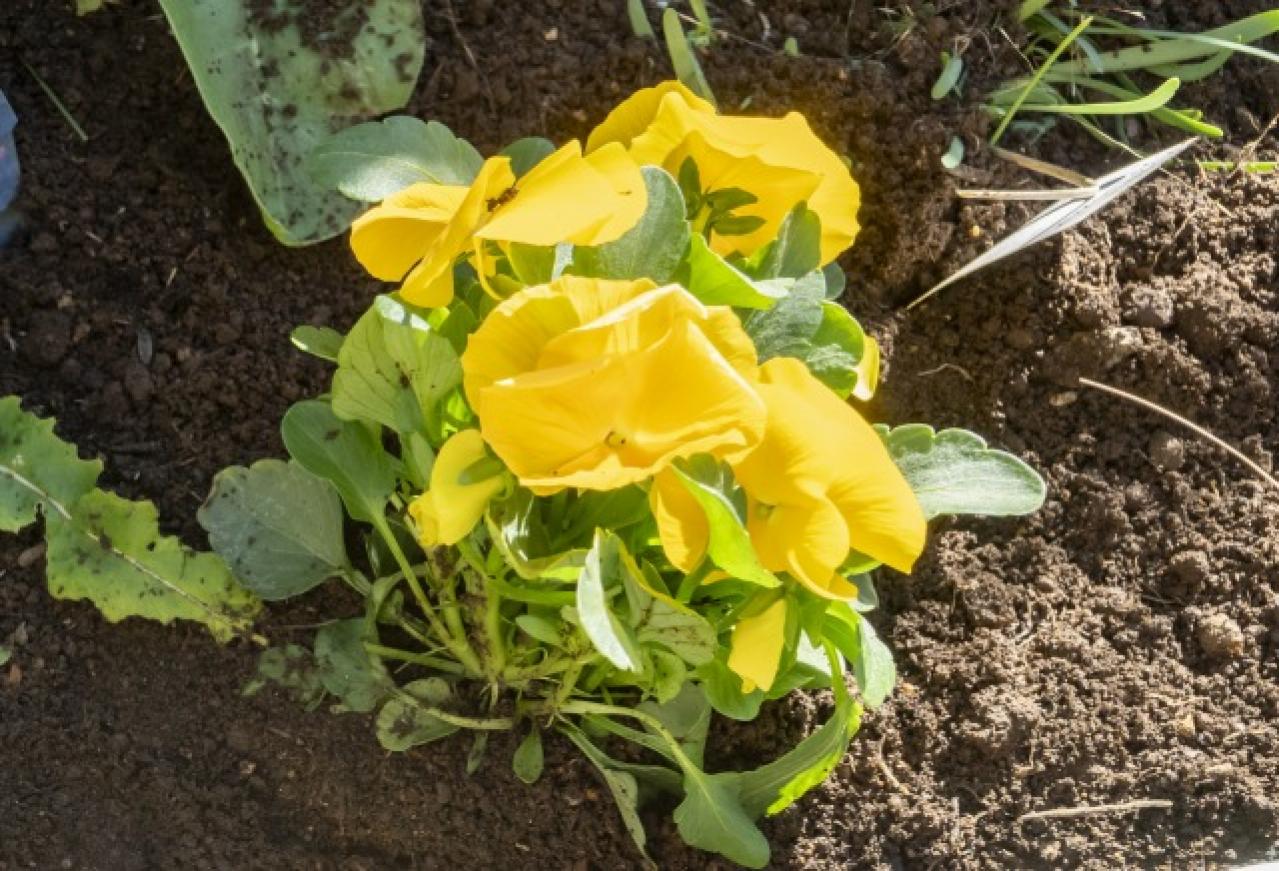 【ガーデニング】今から春まで楽しめる花壇を作ろう。花壇の植えつけは年末までに！（画像4）