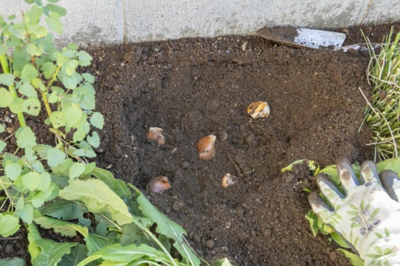 【ガーデニング】今から春まで楽しめる花壇を作ろう。花壇の植えつけは年末までに！（画像10）