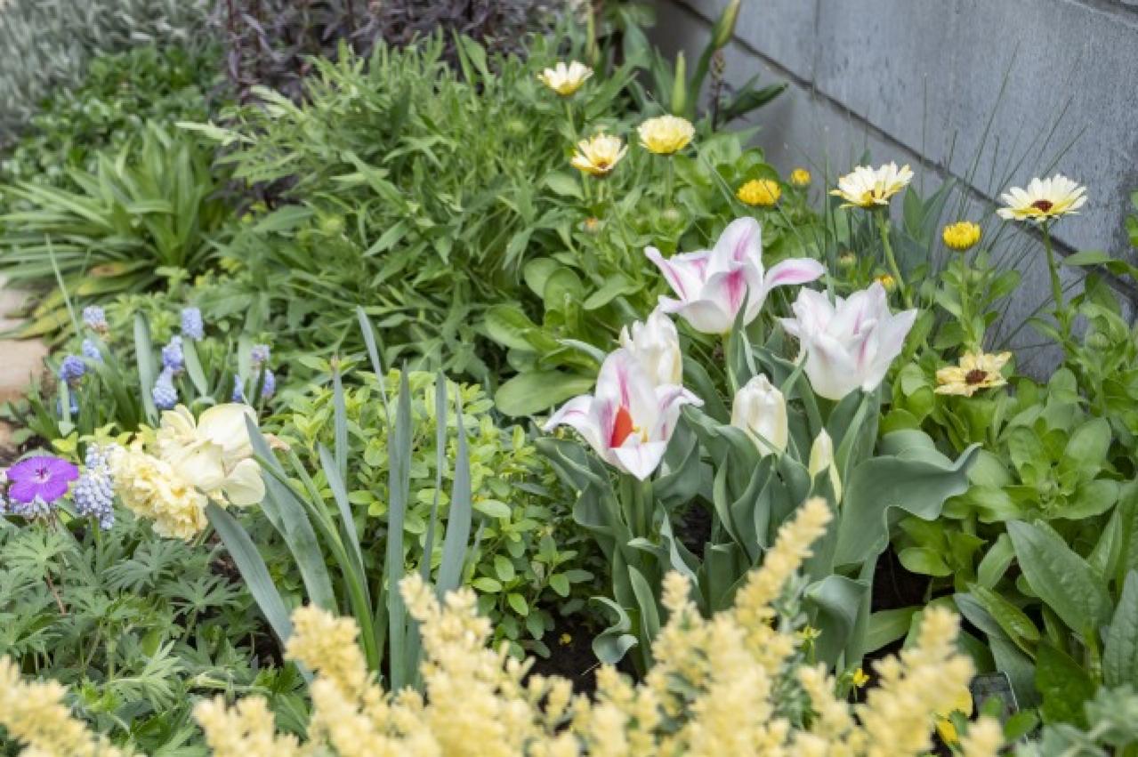 【ガーデニング】今から春まで楽しめる花壇を作ろう。花壇の植えつけは年末までに！