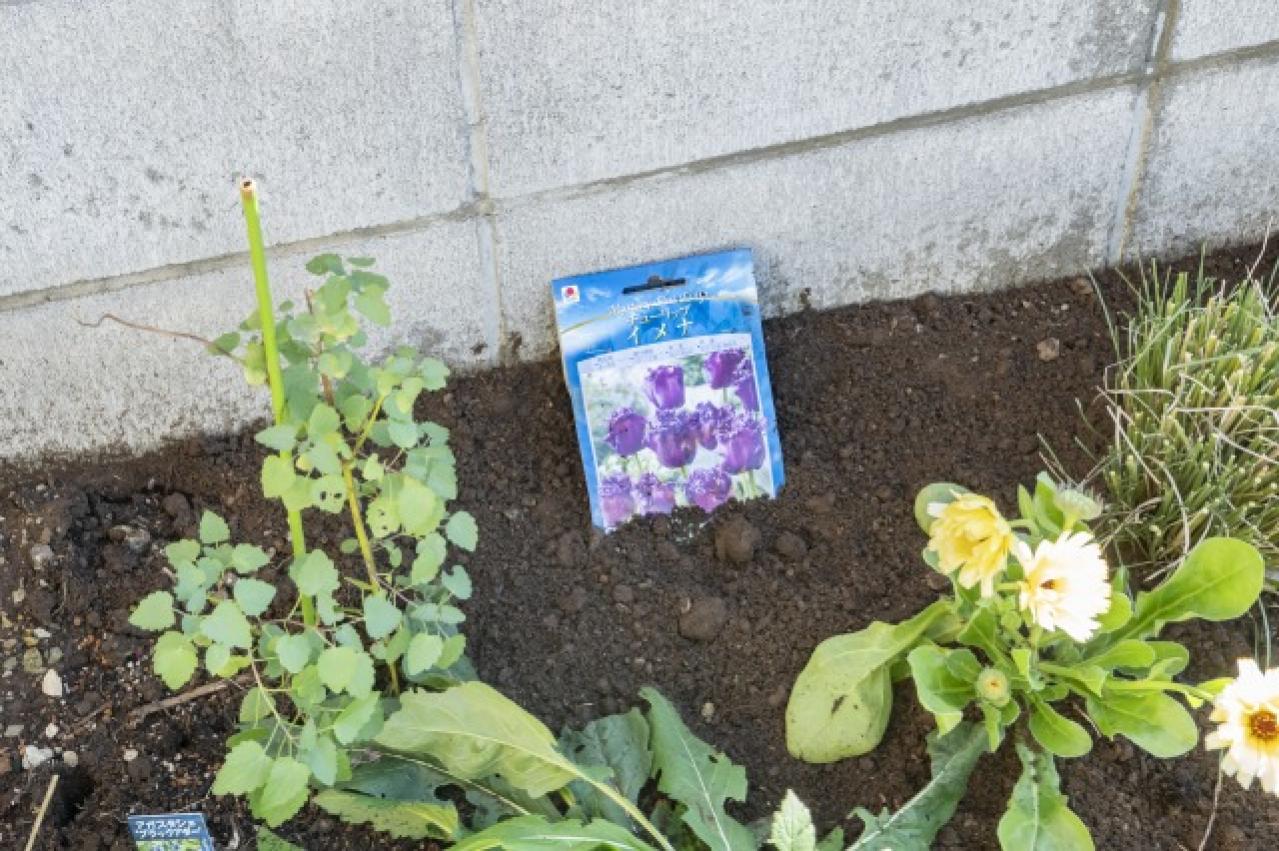 【ガーデニング】今から春まで楽しめる花壇を作ろう。花壇の植えつけは年末までに！（画像11）