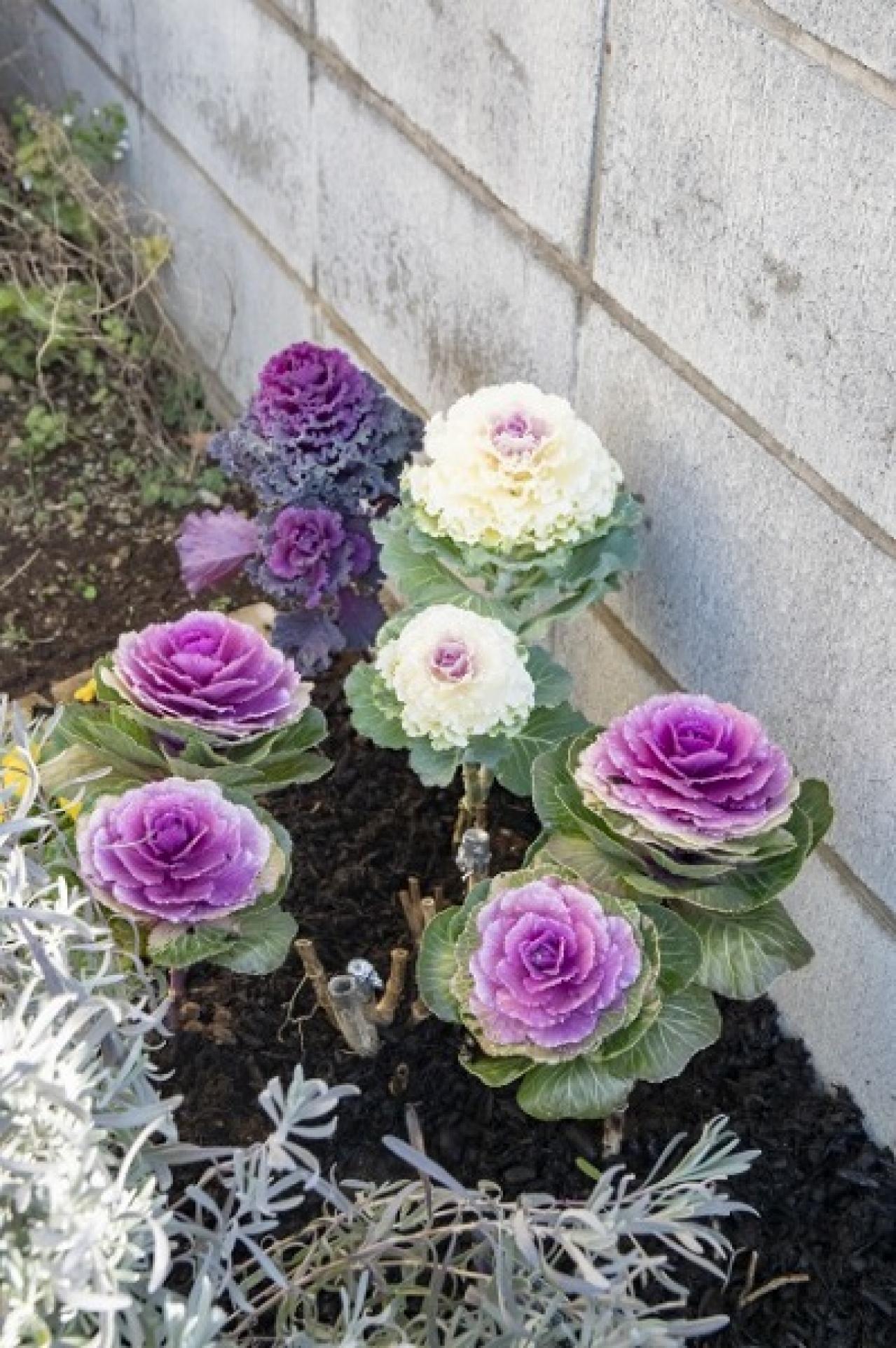 【ガーデニング】今から春まで楽しめる花壇を作ろう。花壇の植えつけは年末までに！（画像6）