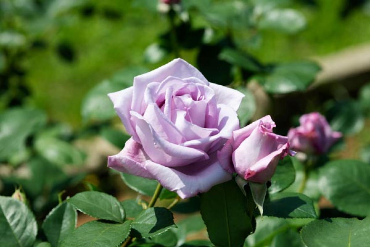 5月のバラ庭を夢見て、冬のうちに、さあ苗を植えよう！【ガーデニング】（画像4）