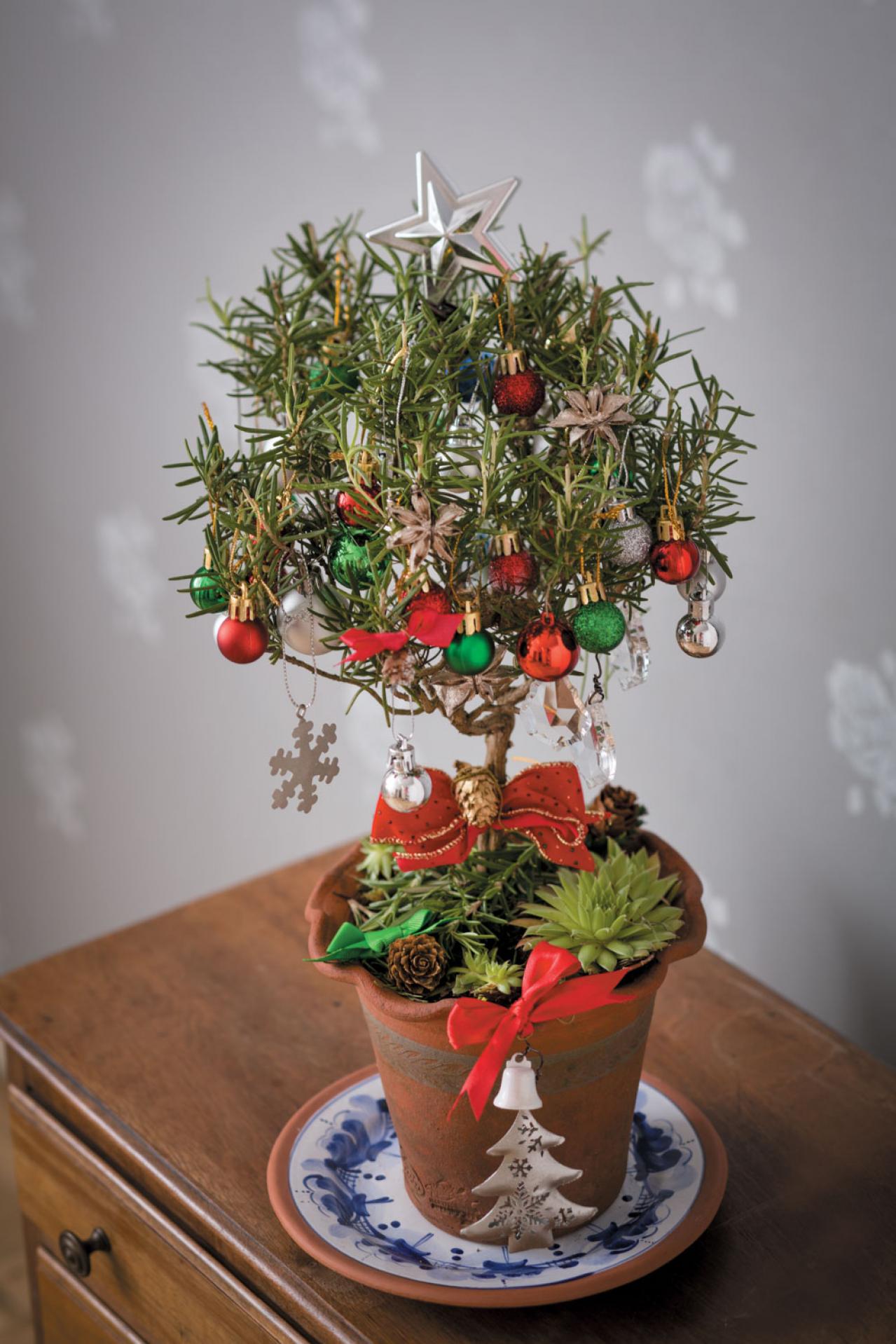 室内が華やぐ！【ローズマリーのクリスマスツリー】ハーブの香りで癒やしの効果も（画像4）
